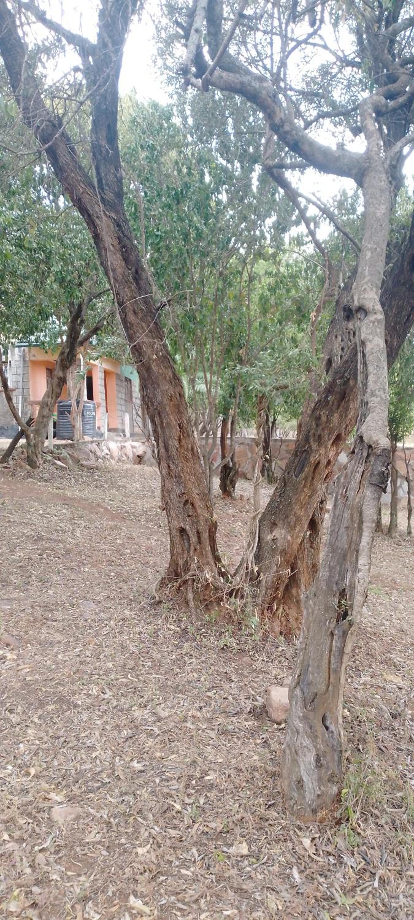Mara bush house view 5