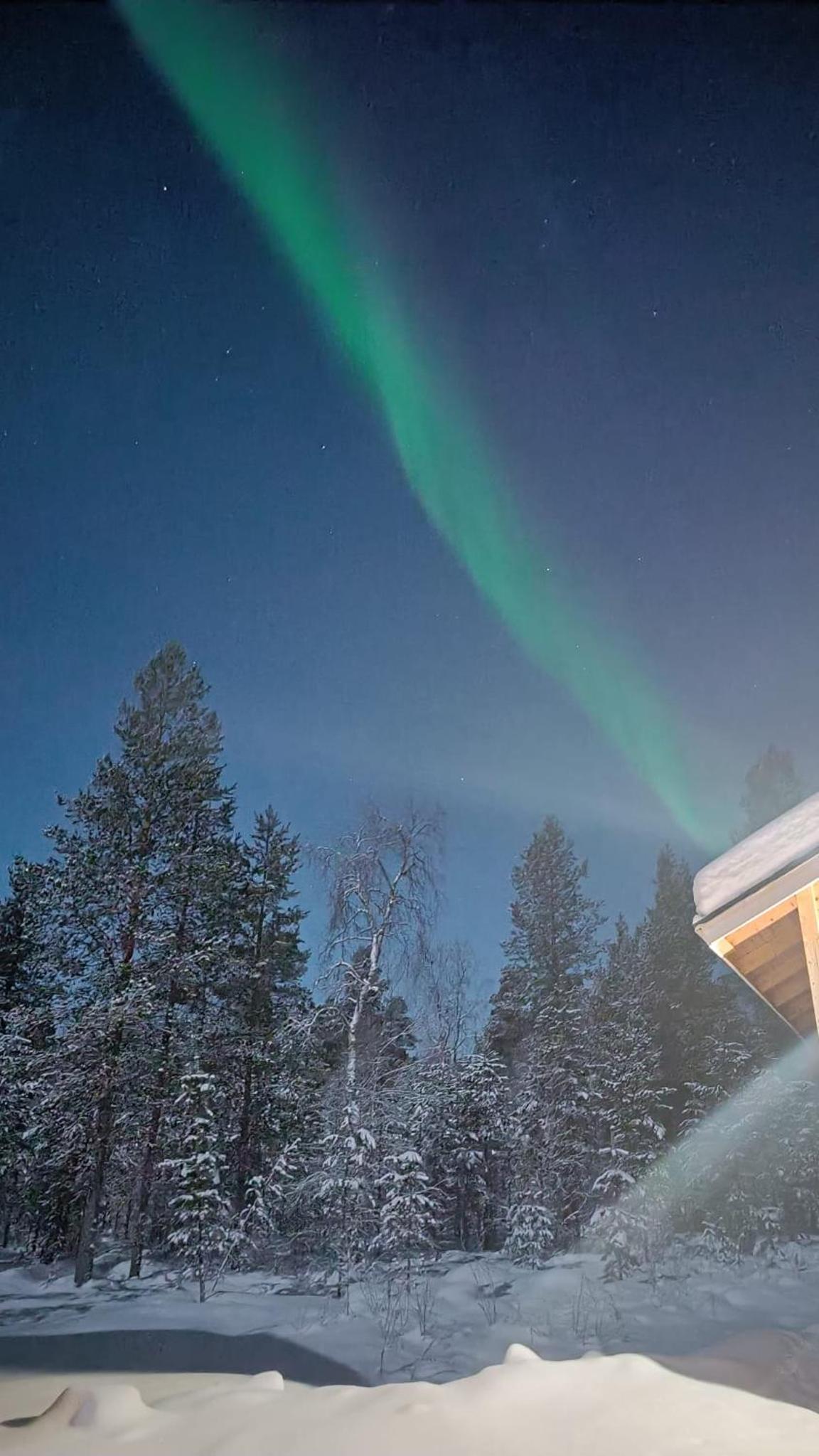 Hallahaukka