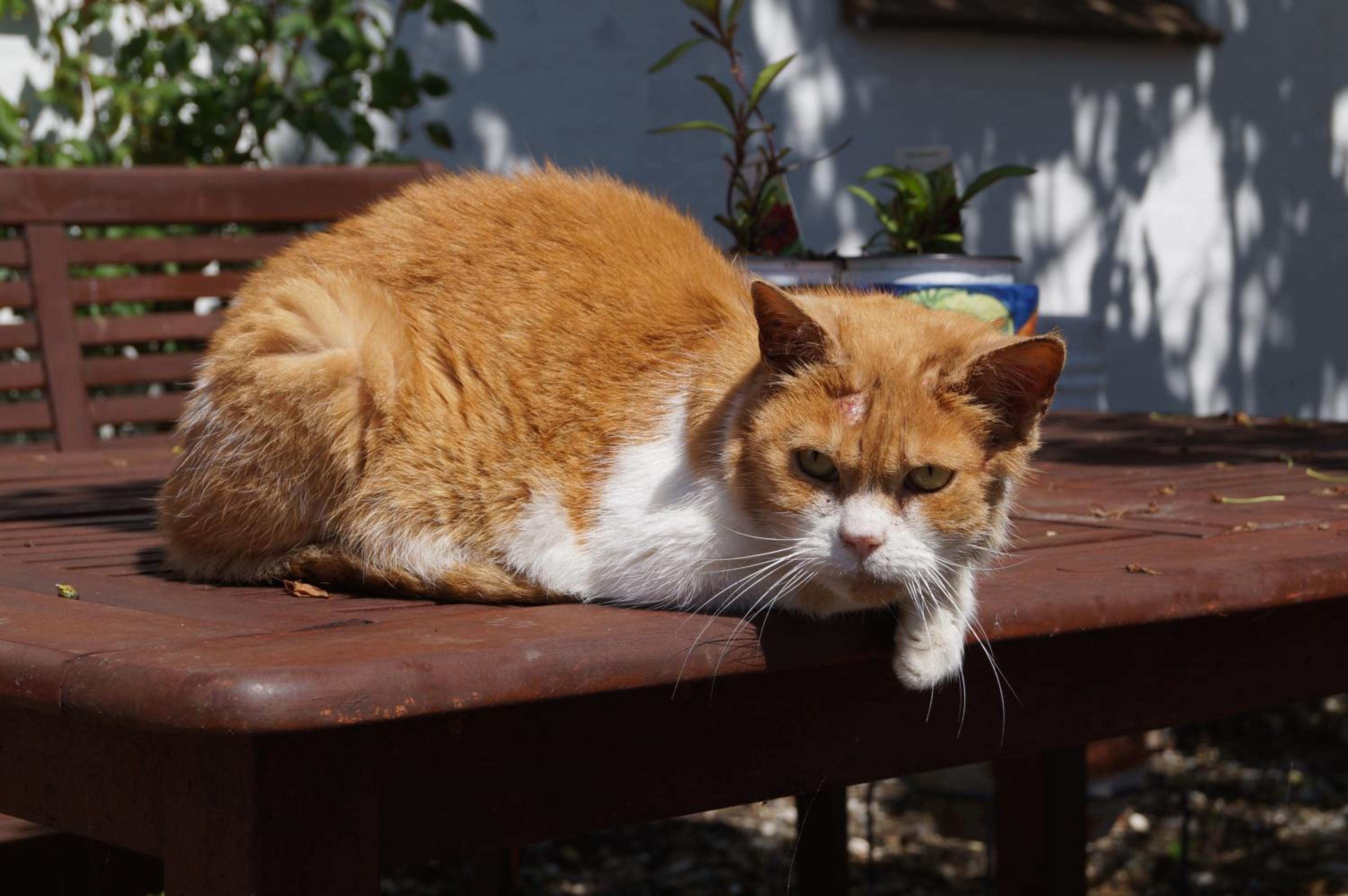 Photo 78