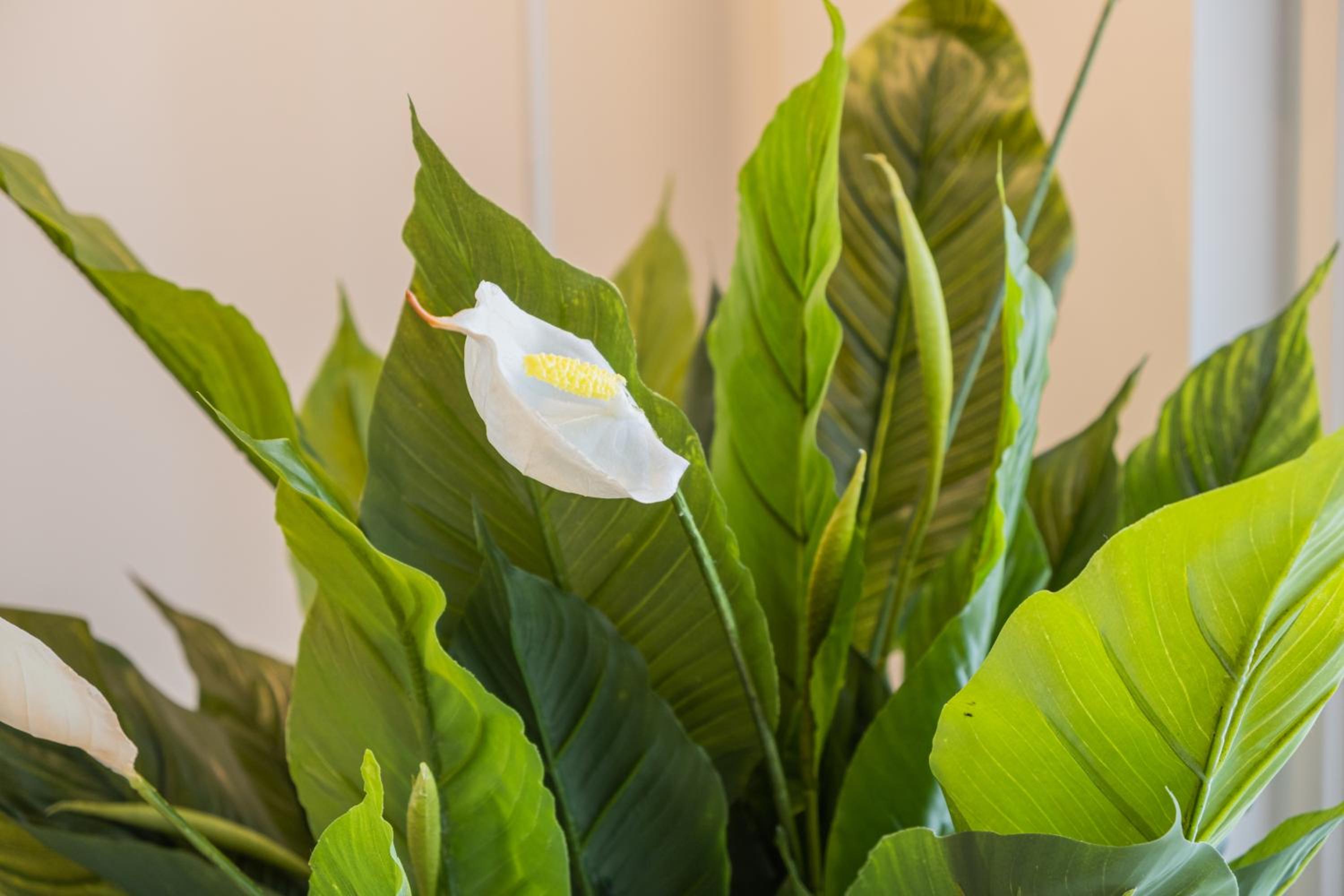 Snowflake suites, Pet friendly accommodation