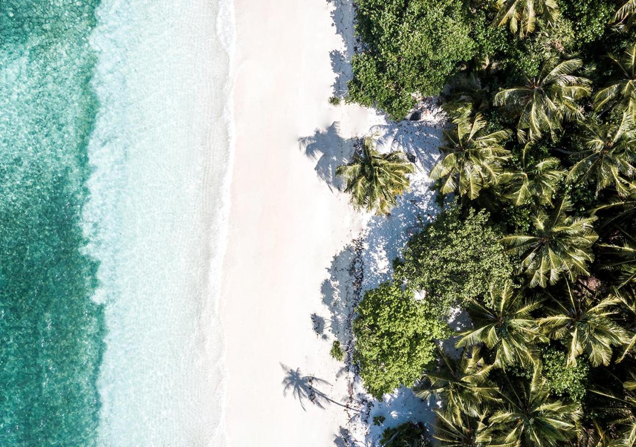 Tropical Tree view 3