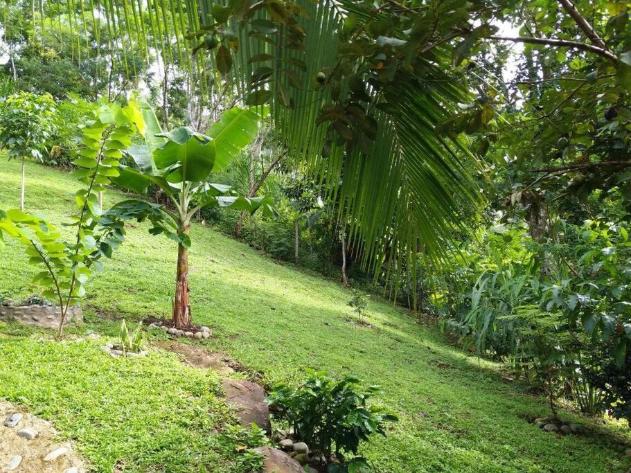 Pura Natura Lodge Arroyo