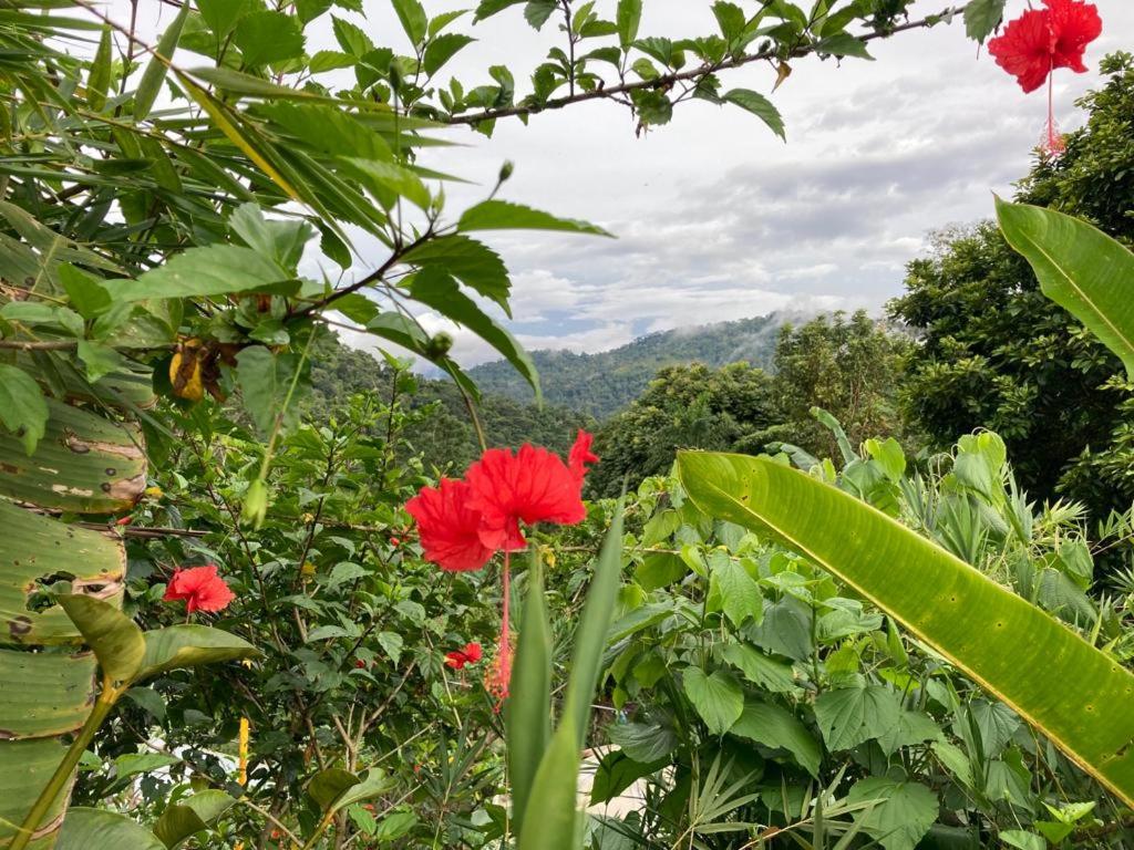 Pura Natura Lodge Arroyo