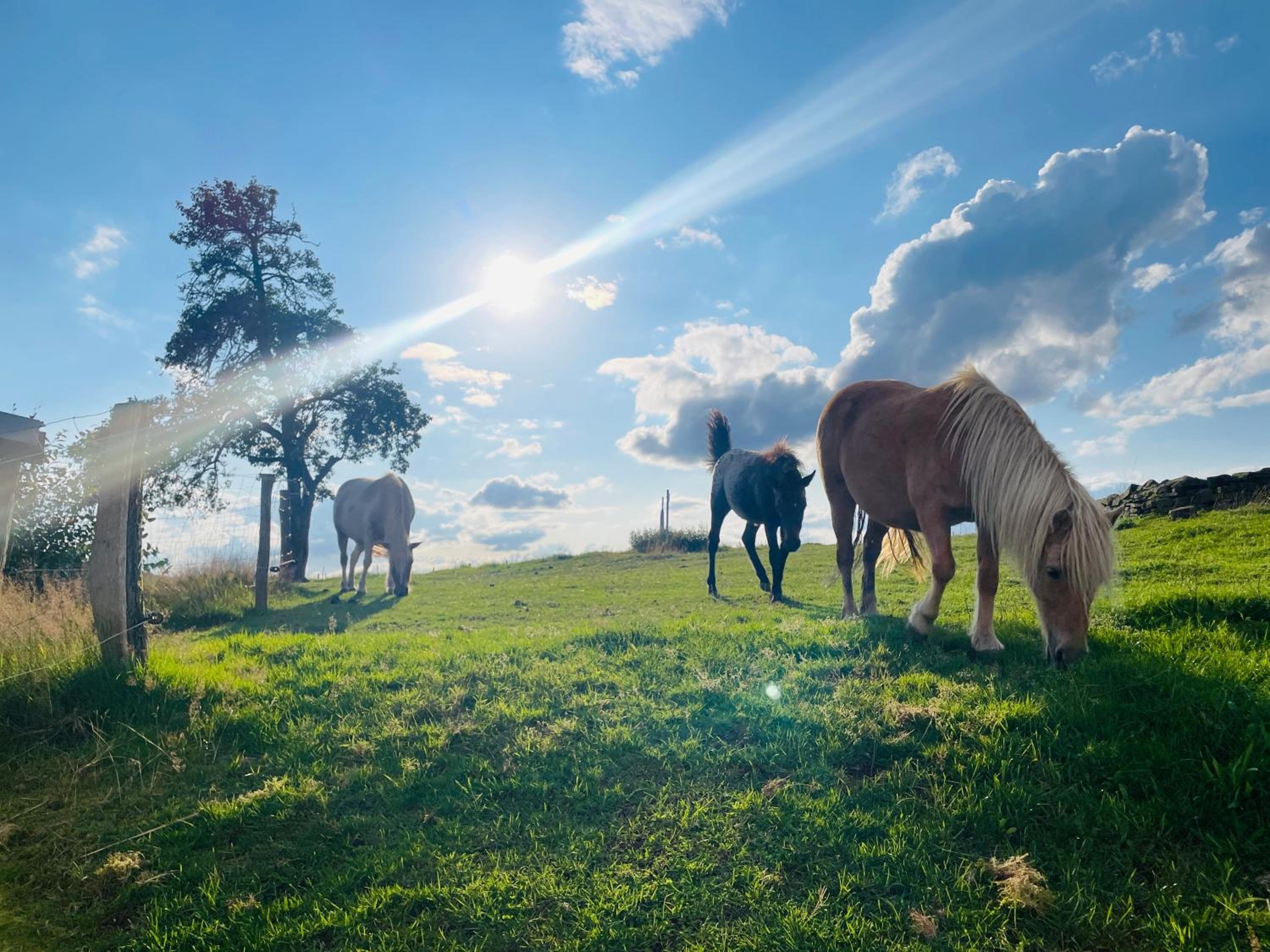 Auszeit Altenhorst, Gartenferienwohnung