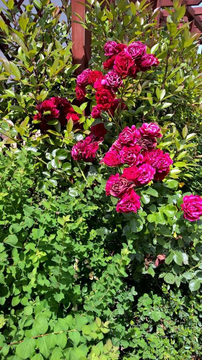 Photo 22