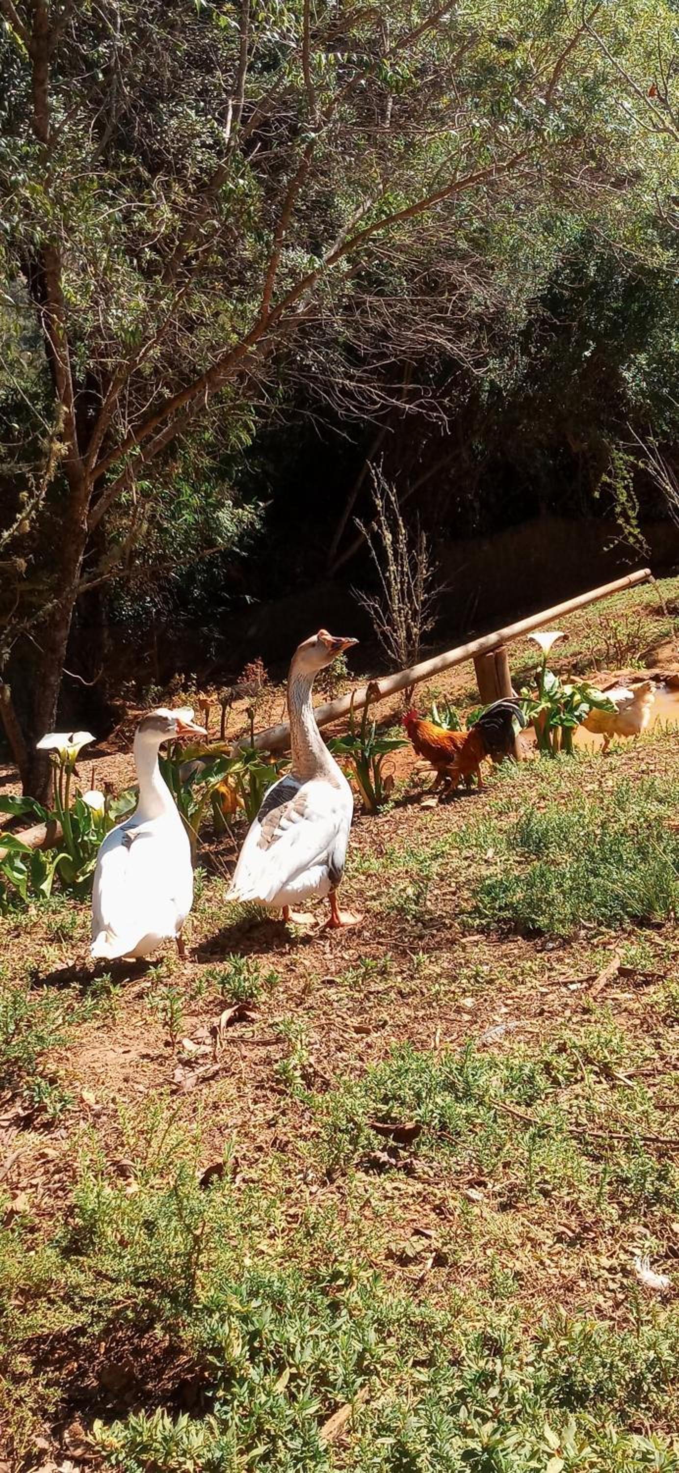 Campos da Bocaina