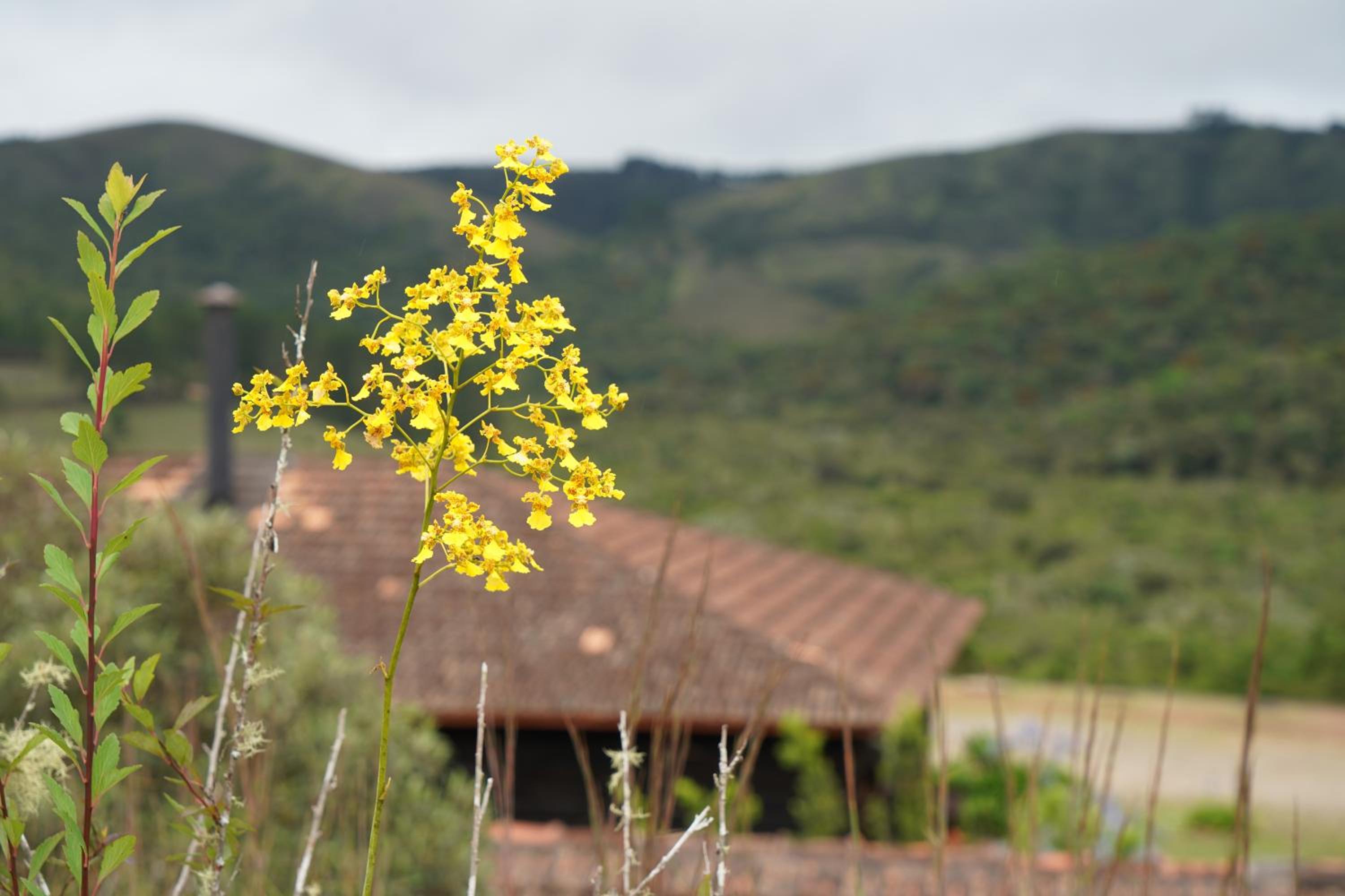 Campos da Bocaina