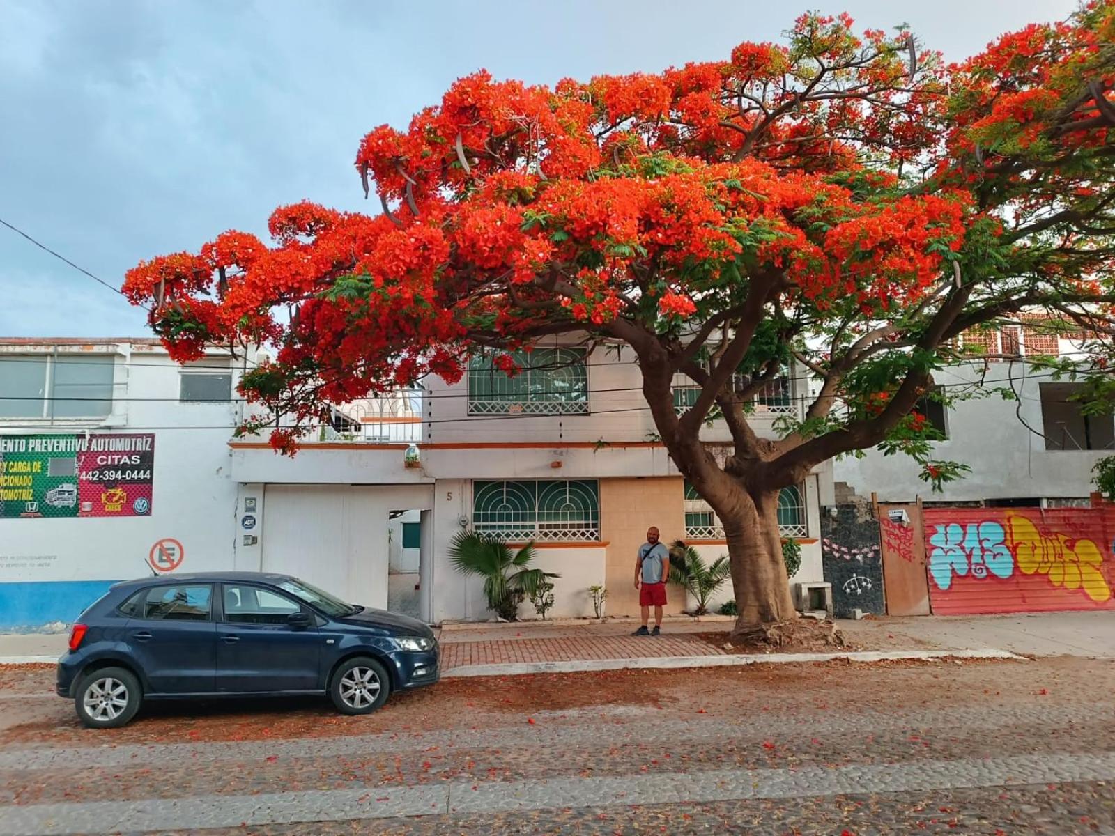 Casa Flamboyant