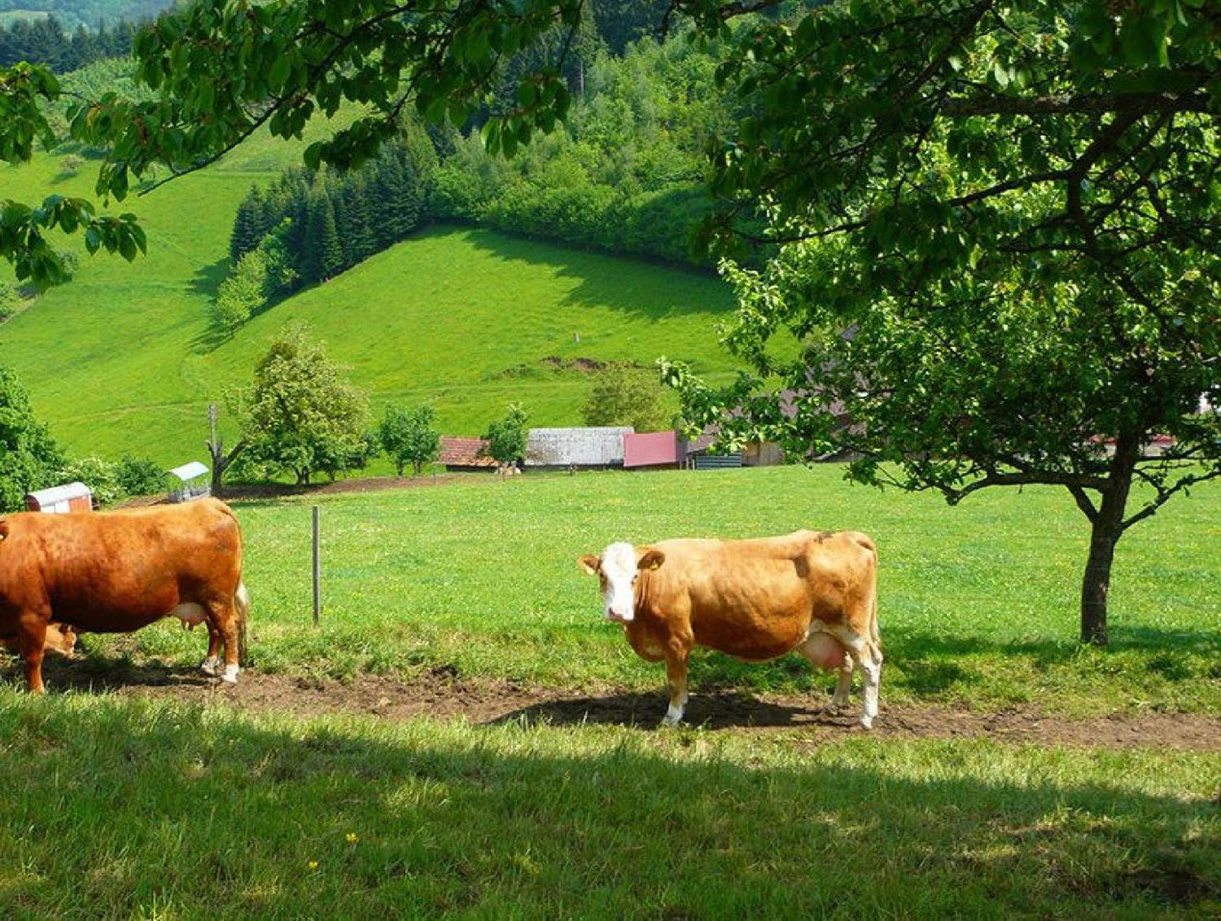 Ziegelhof view 5