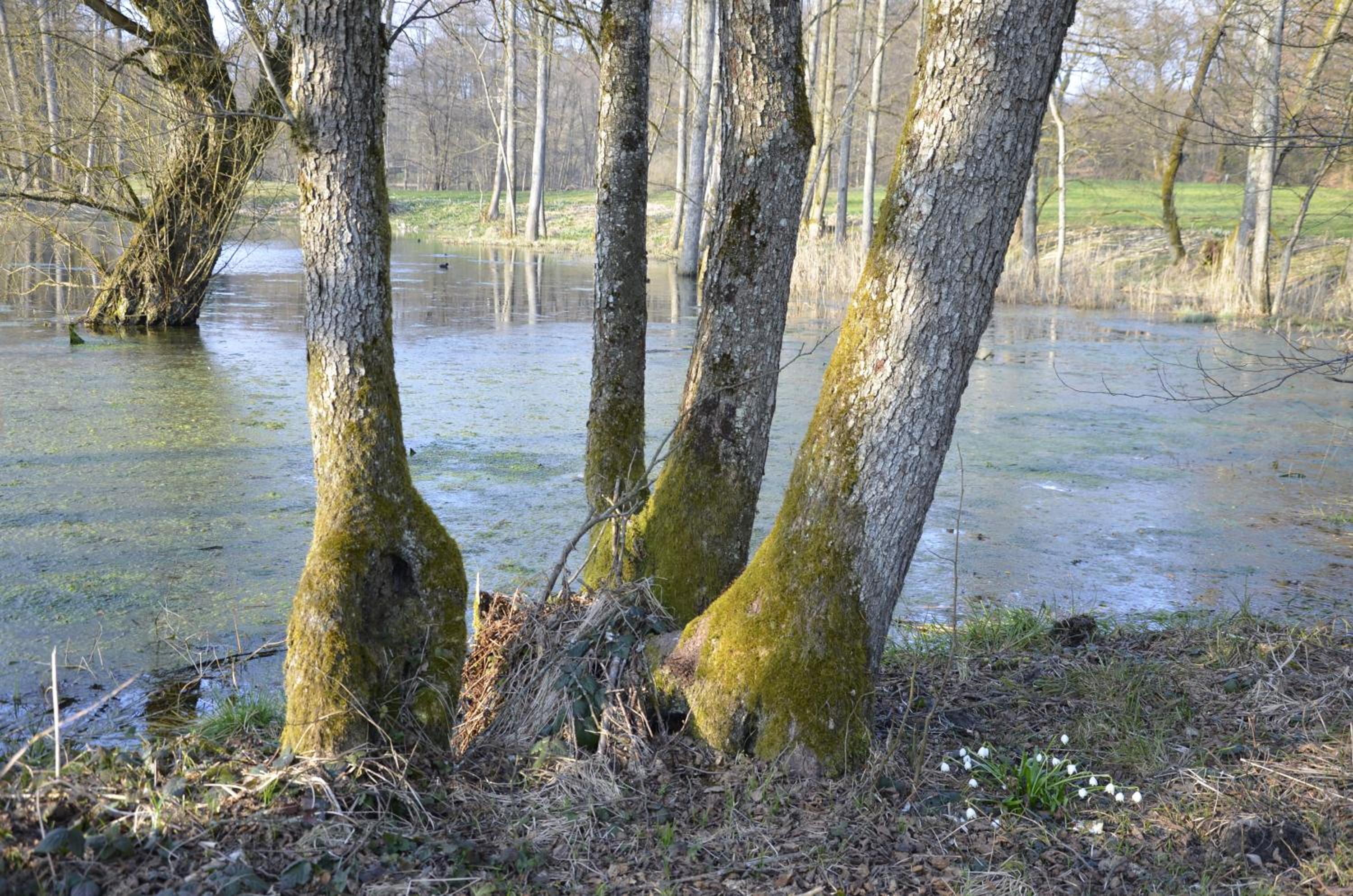 Goldschmiedsmühle
