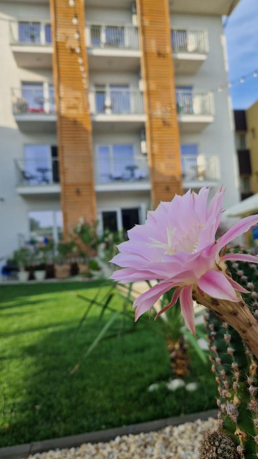 ALYA Sea Escape Costinesti