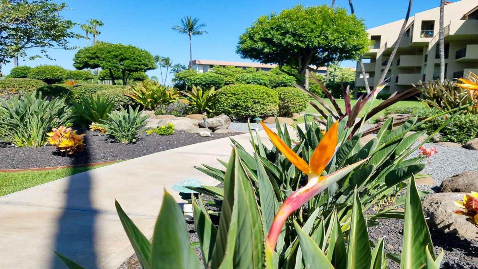 Kamaole Sands 1101 · KAS 1101 Updated Beachy Chic 2BD Across Bea