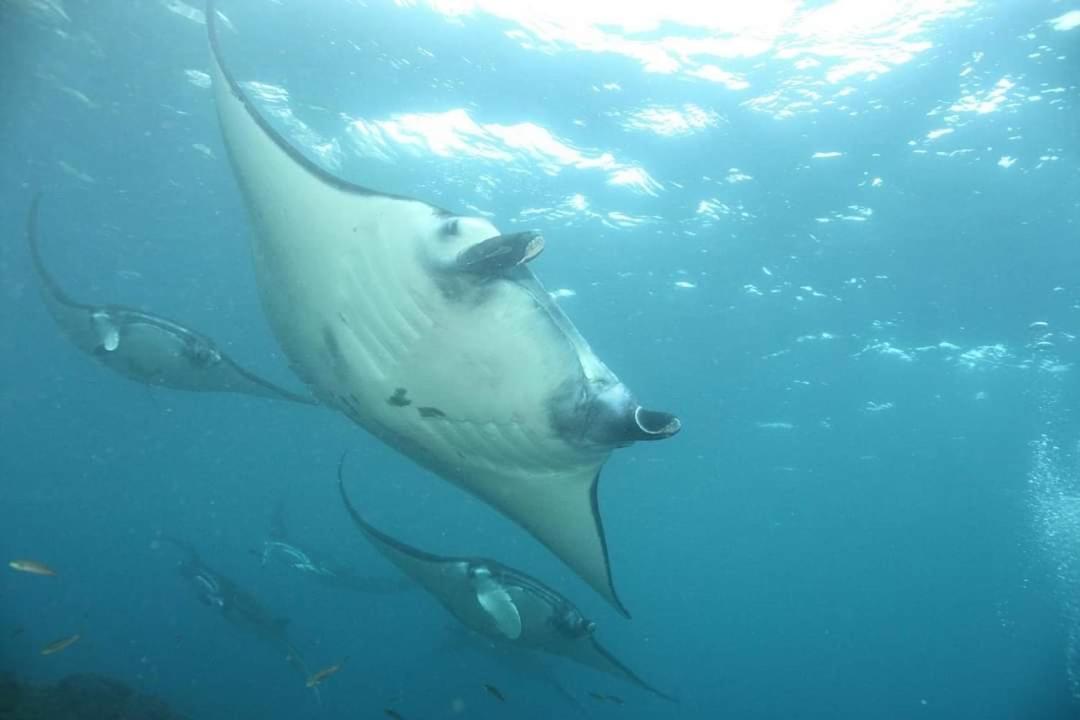 Pondok Bambu Resort - 5 Stars Padi Dive Centre