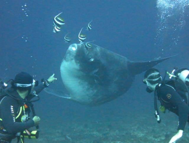 Pondok Bambu Resort - 5 Stars Padi Dive Centre