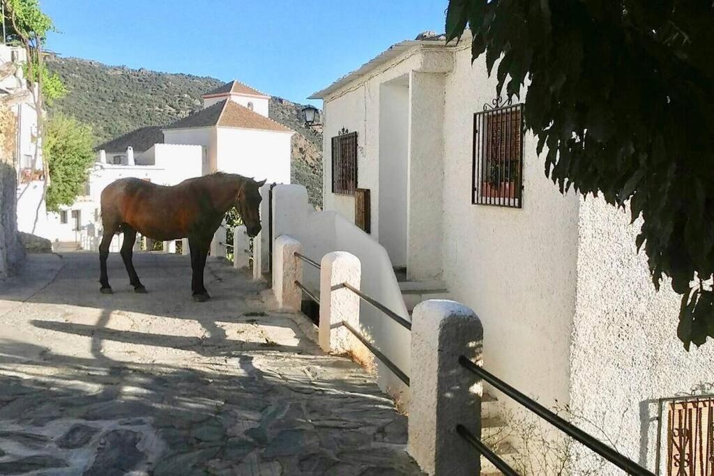 Casa Mirador Bubion, Large Terrace & Amazing Views view 4