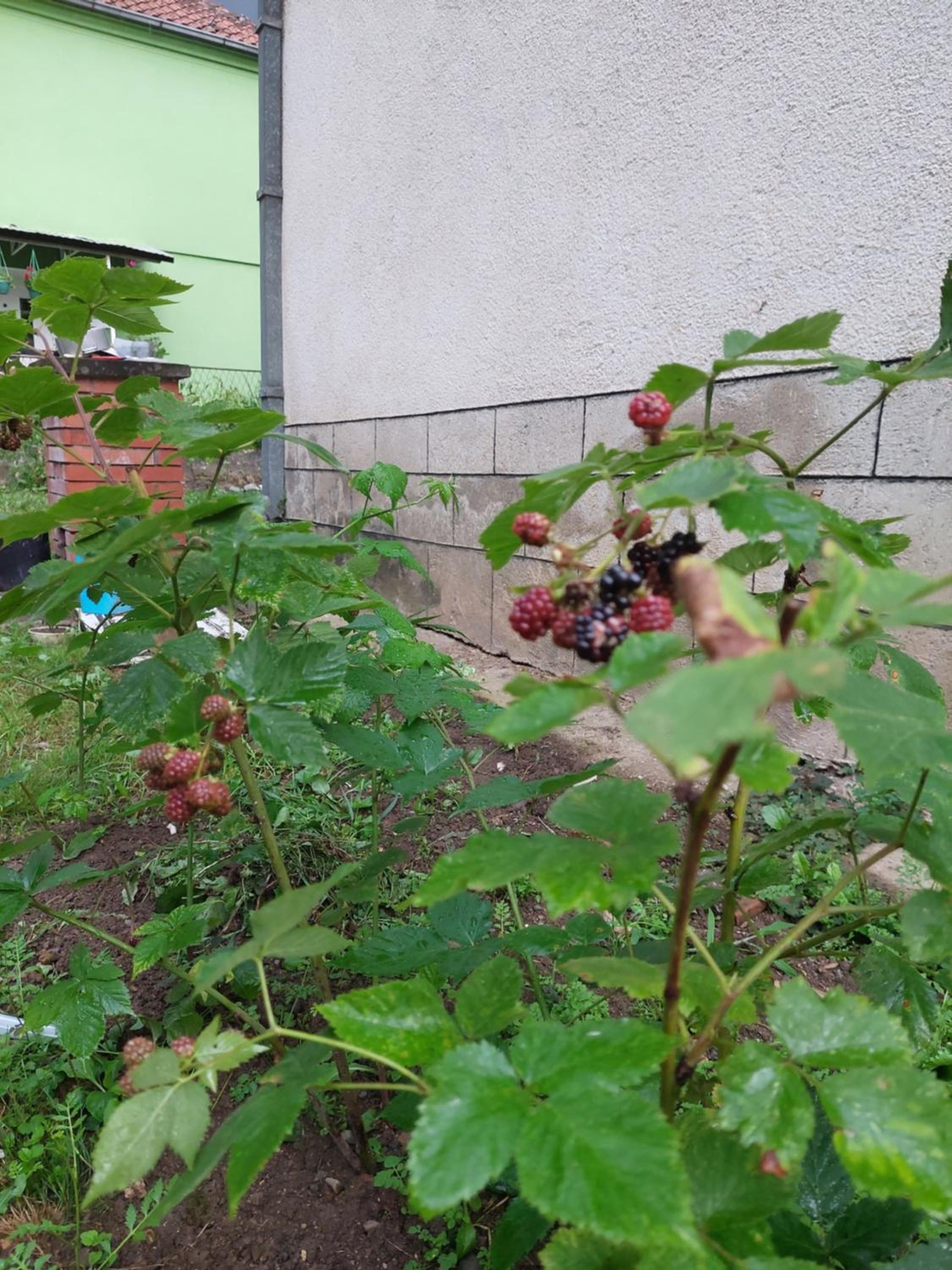 Apartman Rajac