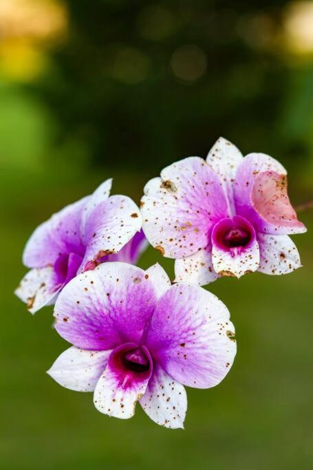 Recanto dos Beija flores, Chalé Lantana c