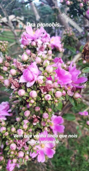 Recanto dos Beija flores, Chalé Lantana c