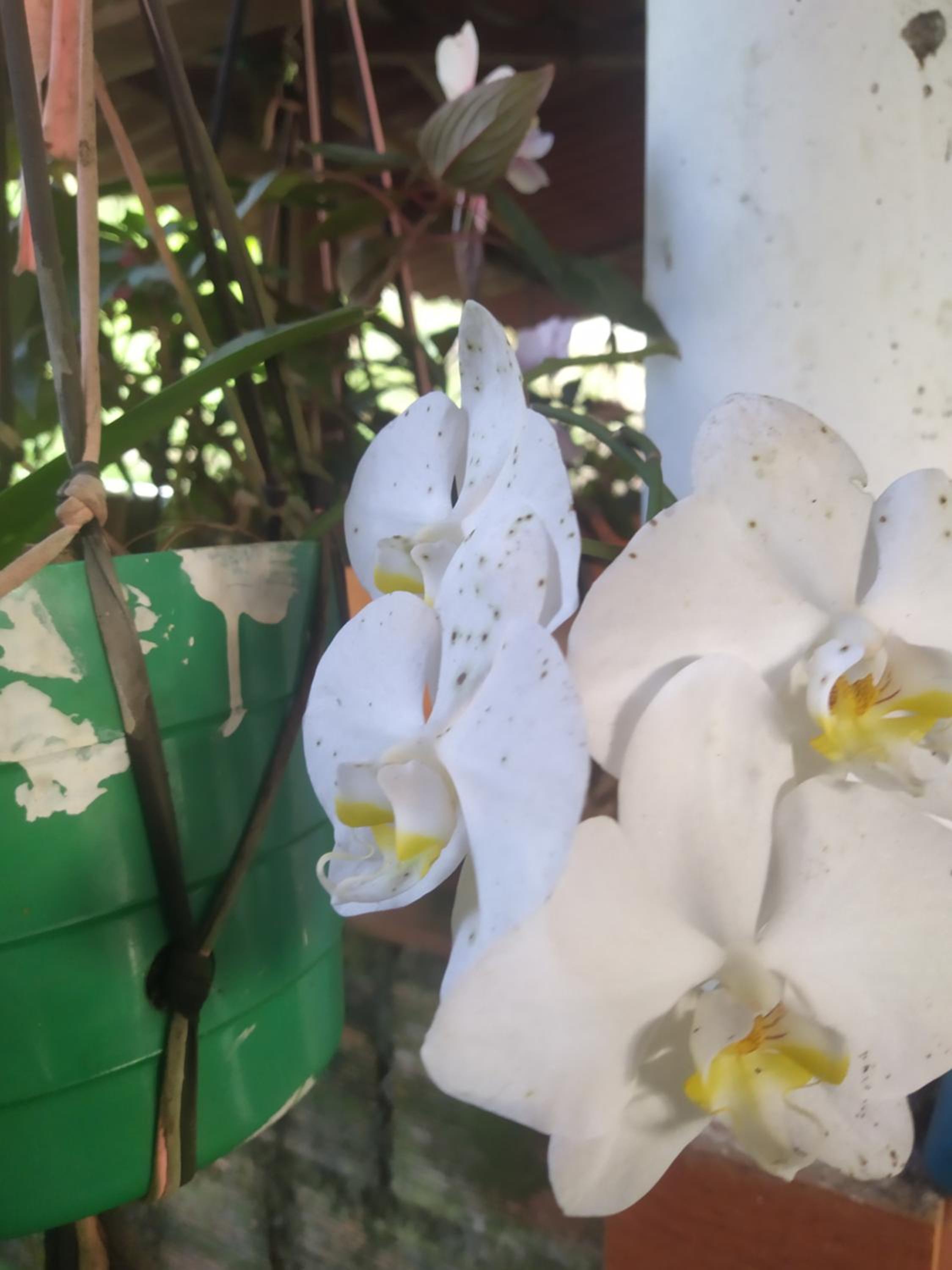 Eco Aldea Topacio