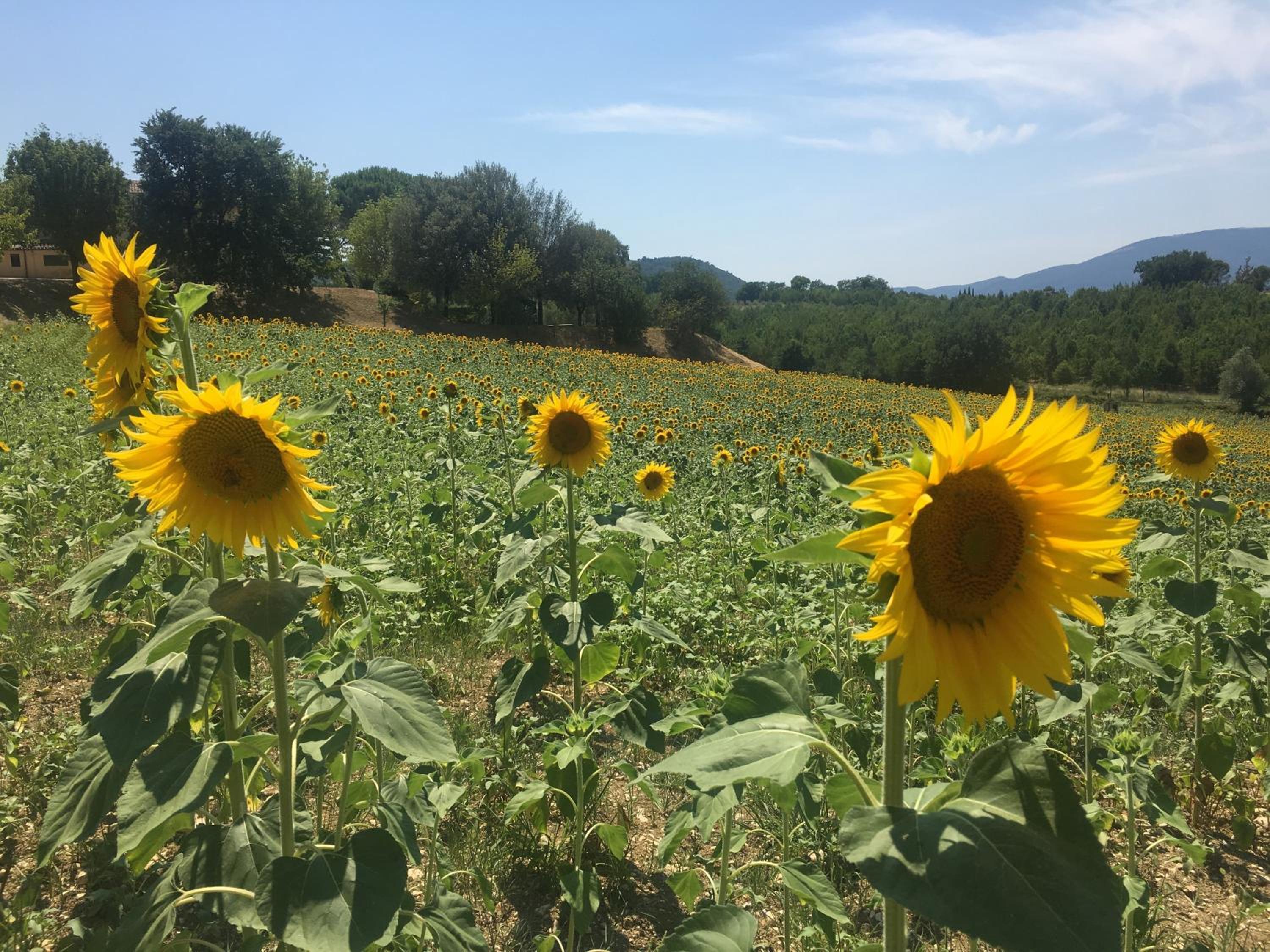 Luxury Villa Spoleto