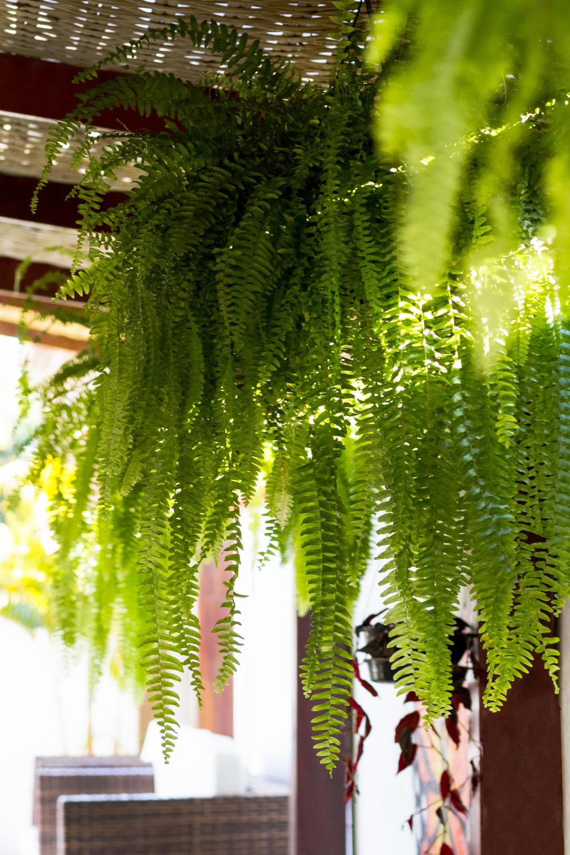 Pousada Recanto do Jabaquara