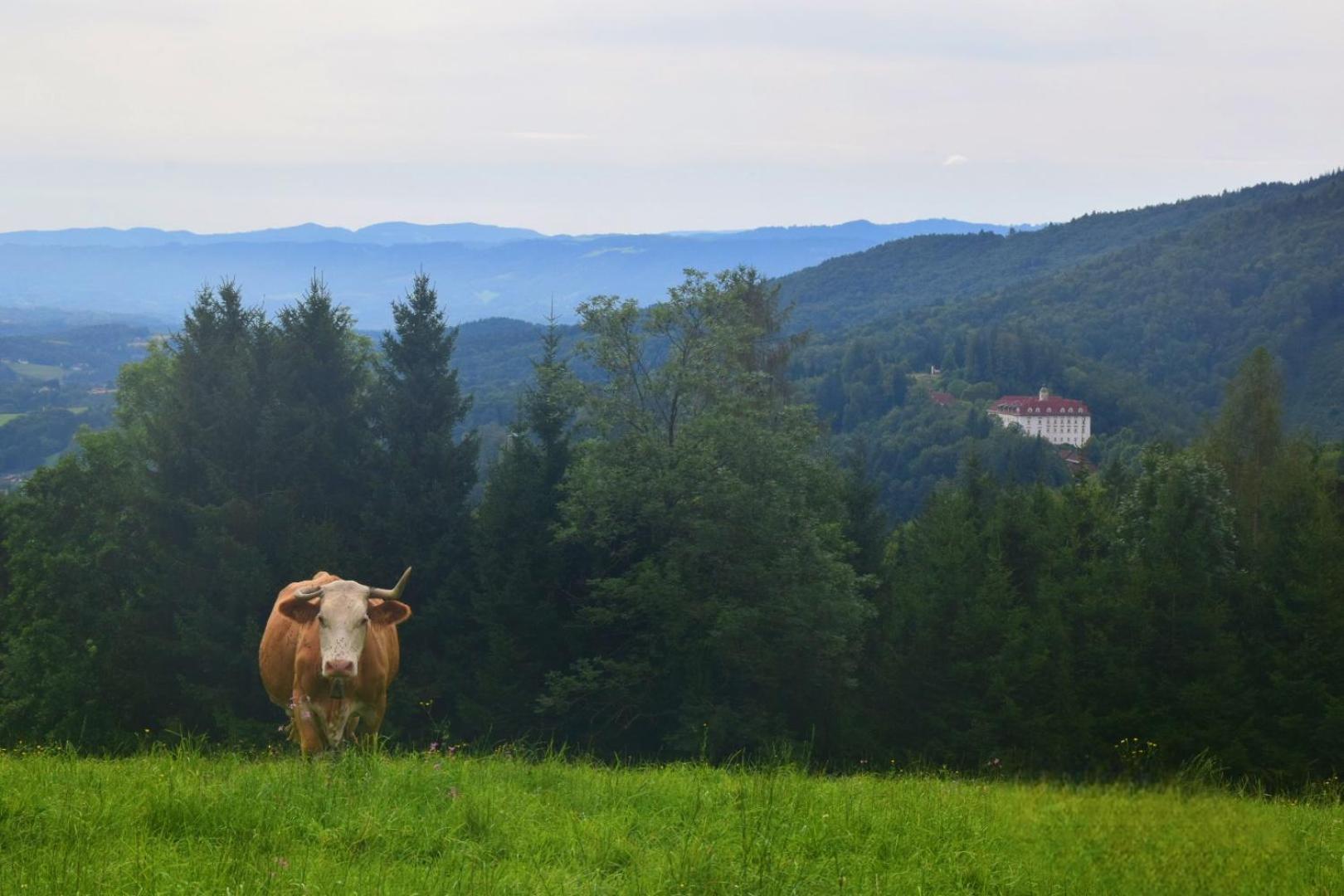 Ferienhaus Masser