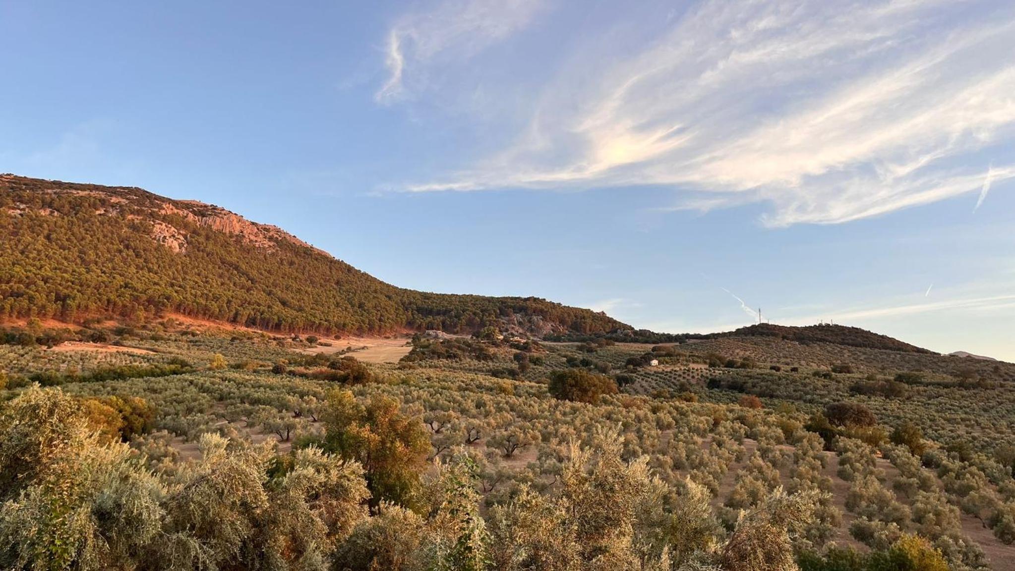 Cortijo Borreguero