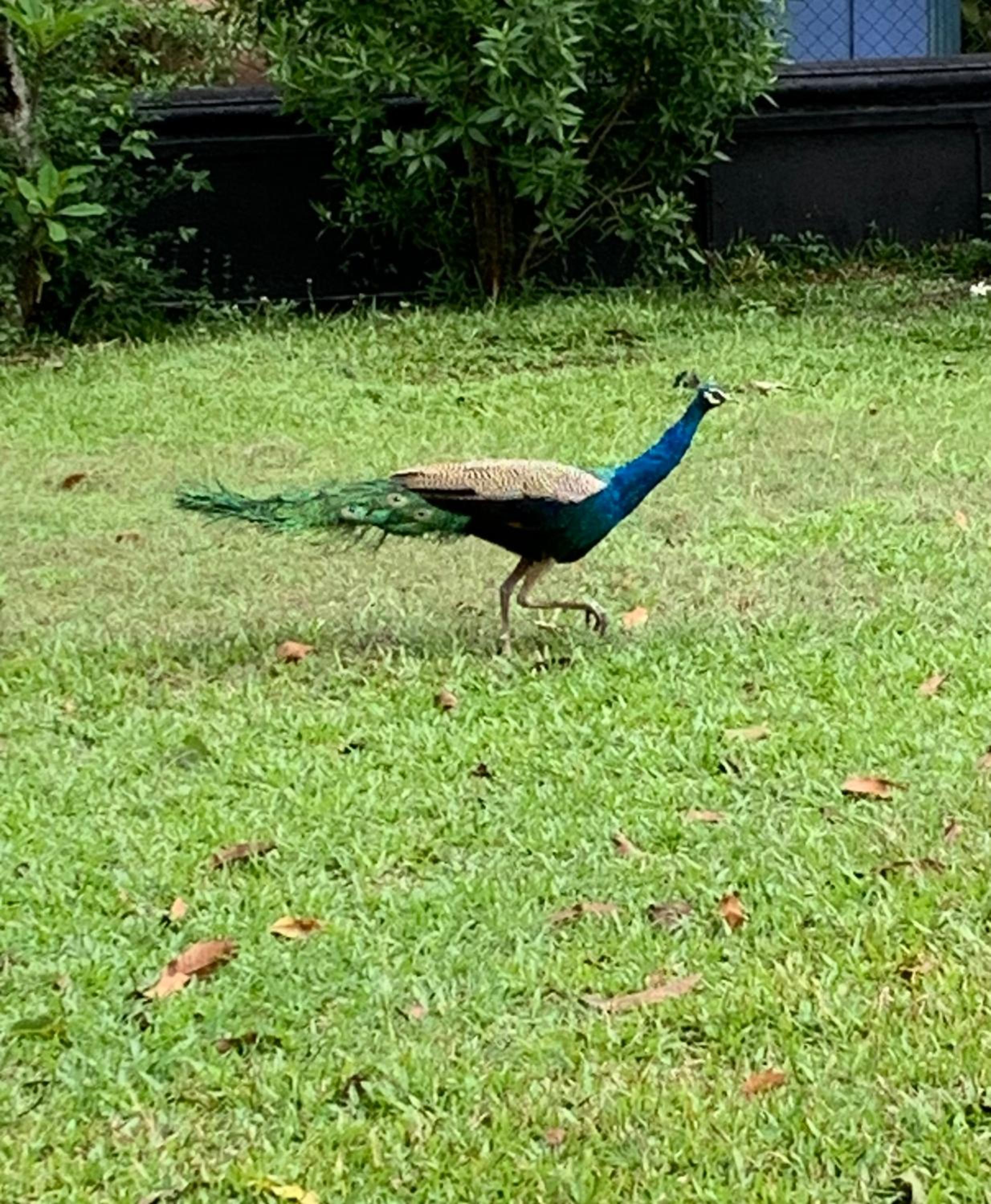 Stuart House Tangalle