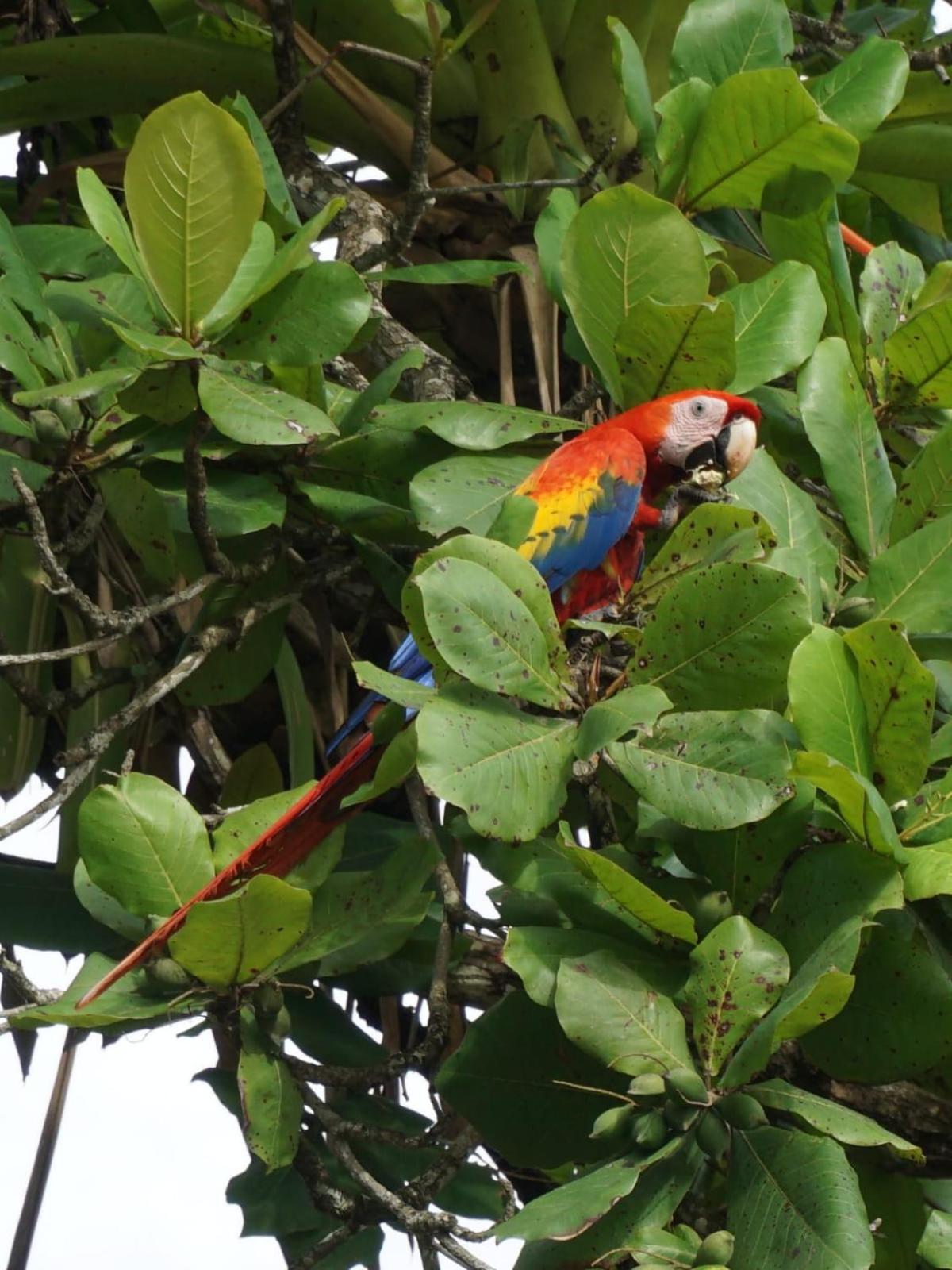 YEJOS Jungle Lodge