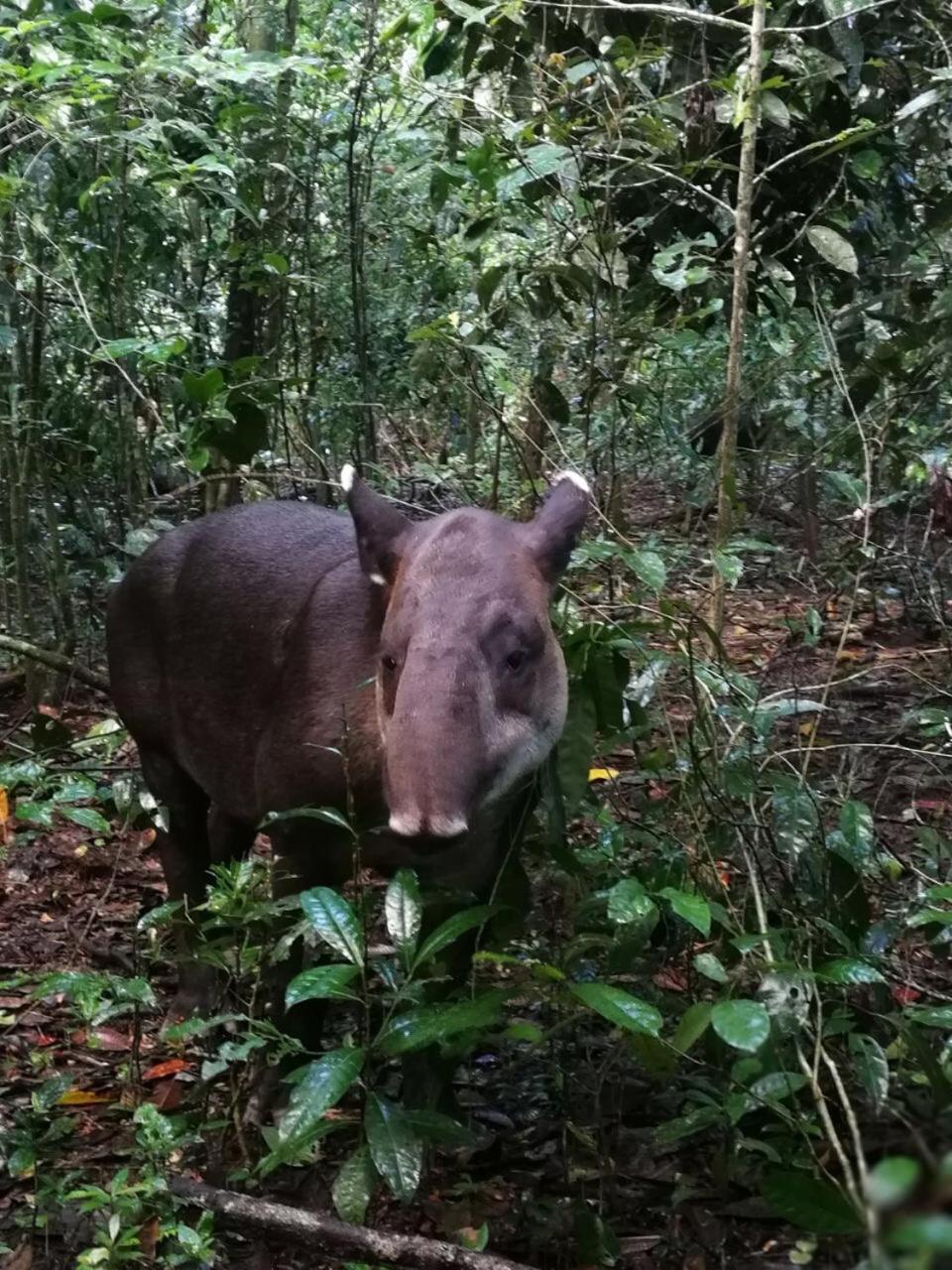 YEJOS Jungle Lodge