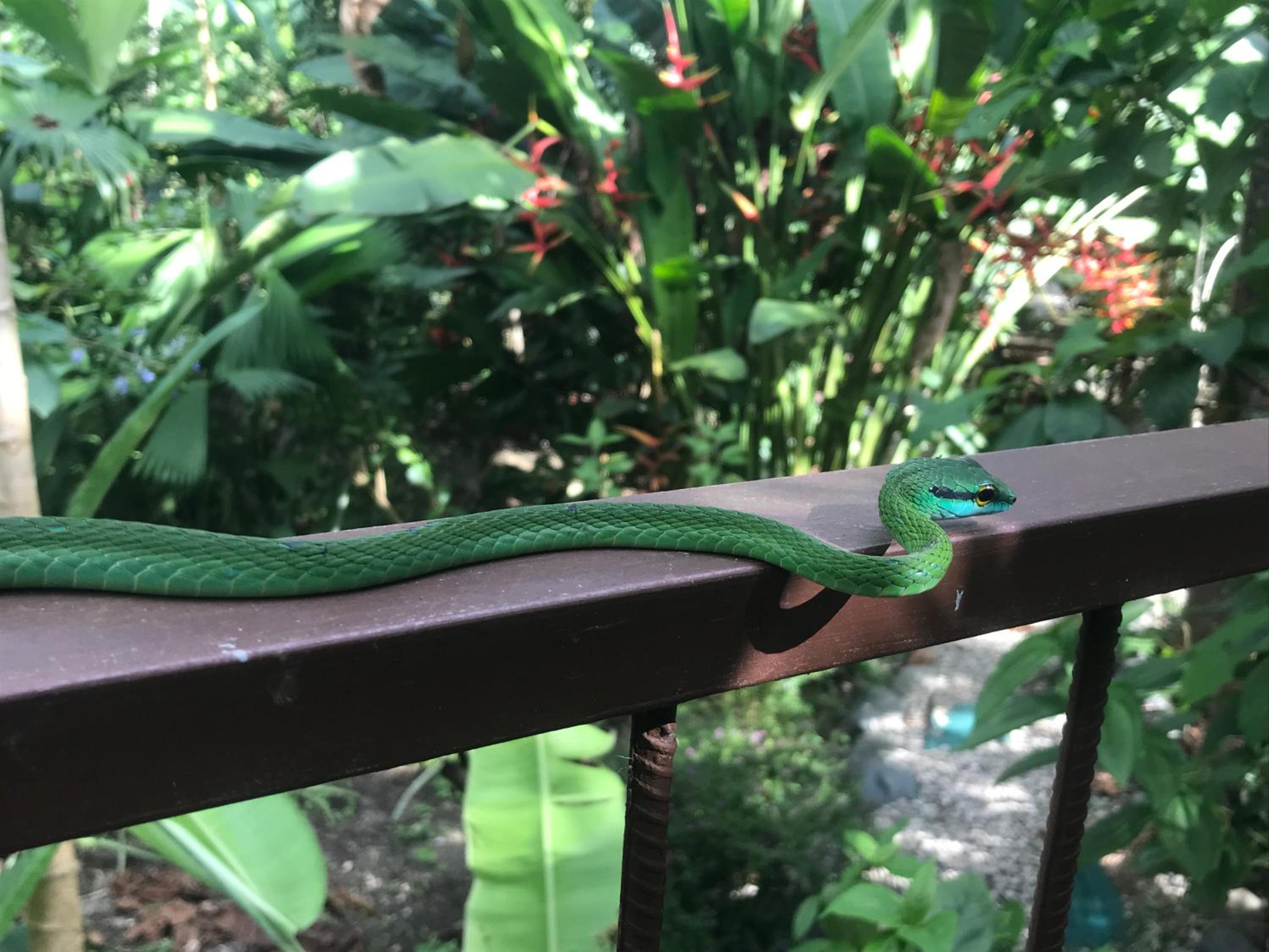 YEJOS Jungle Lodge