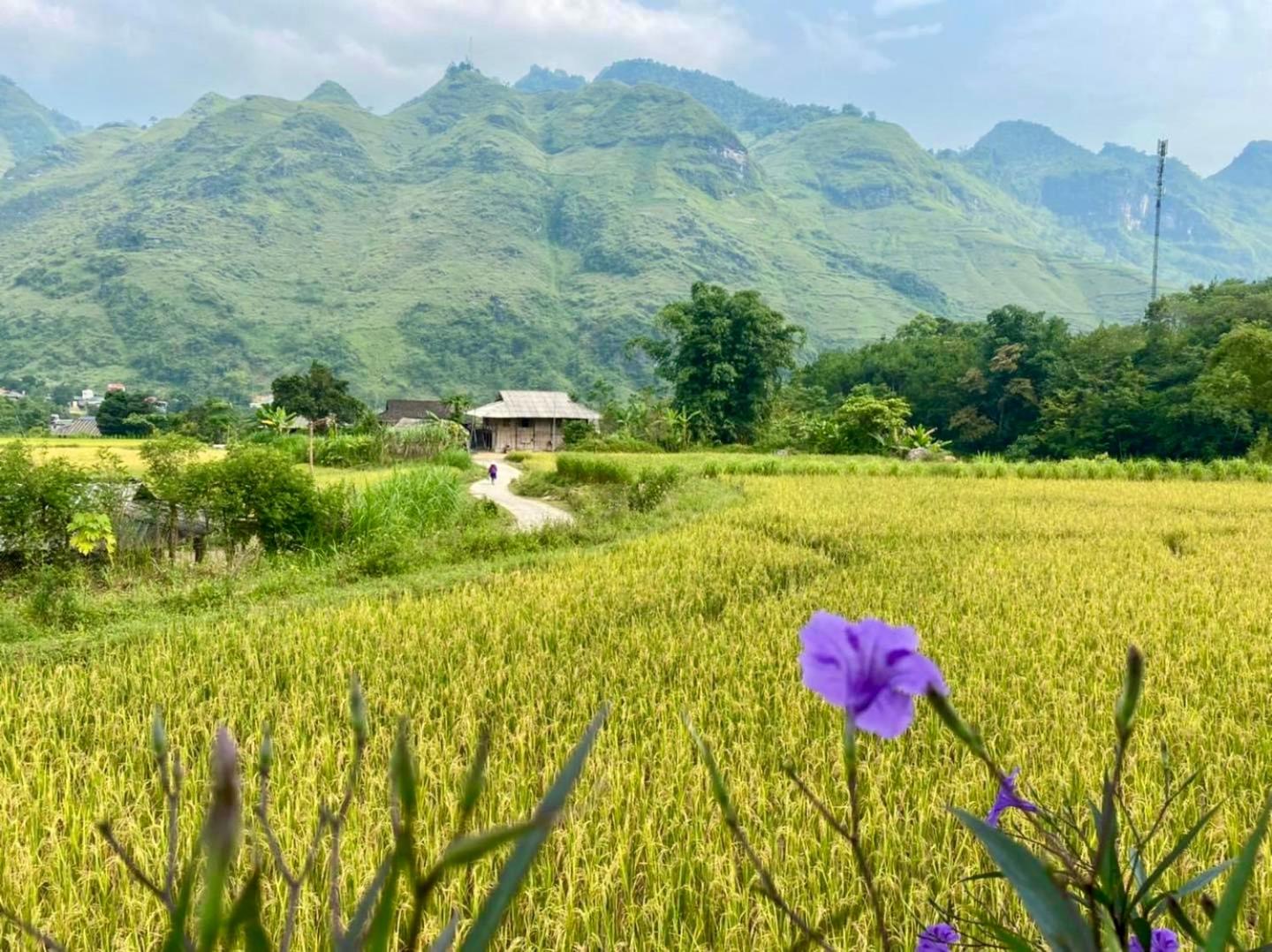 Du Gia Field View Homestay