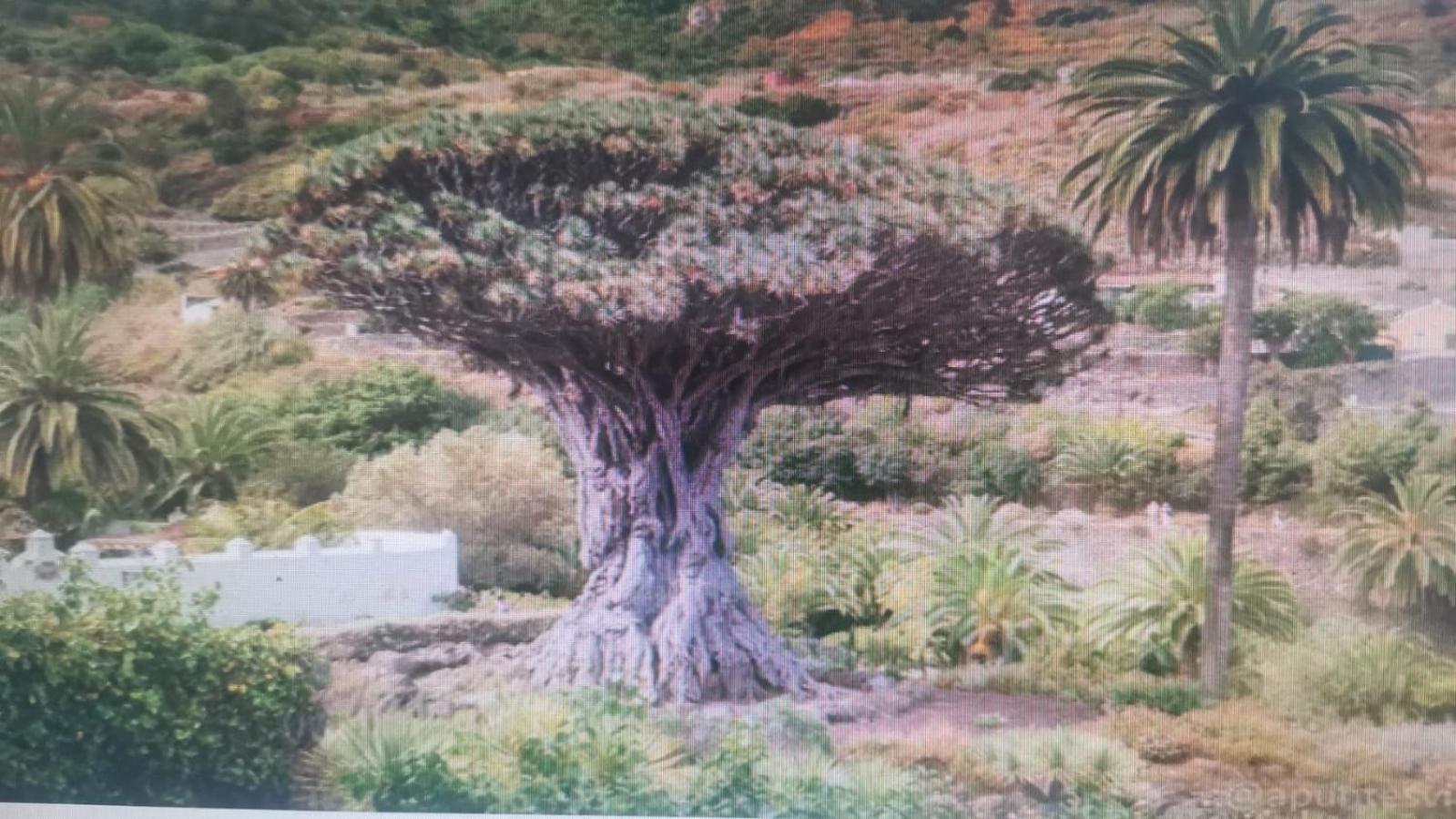 Tradicional Casa Canaria con piscina y vistas al Teide