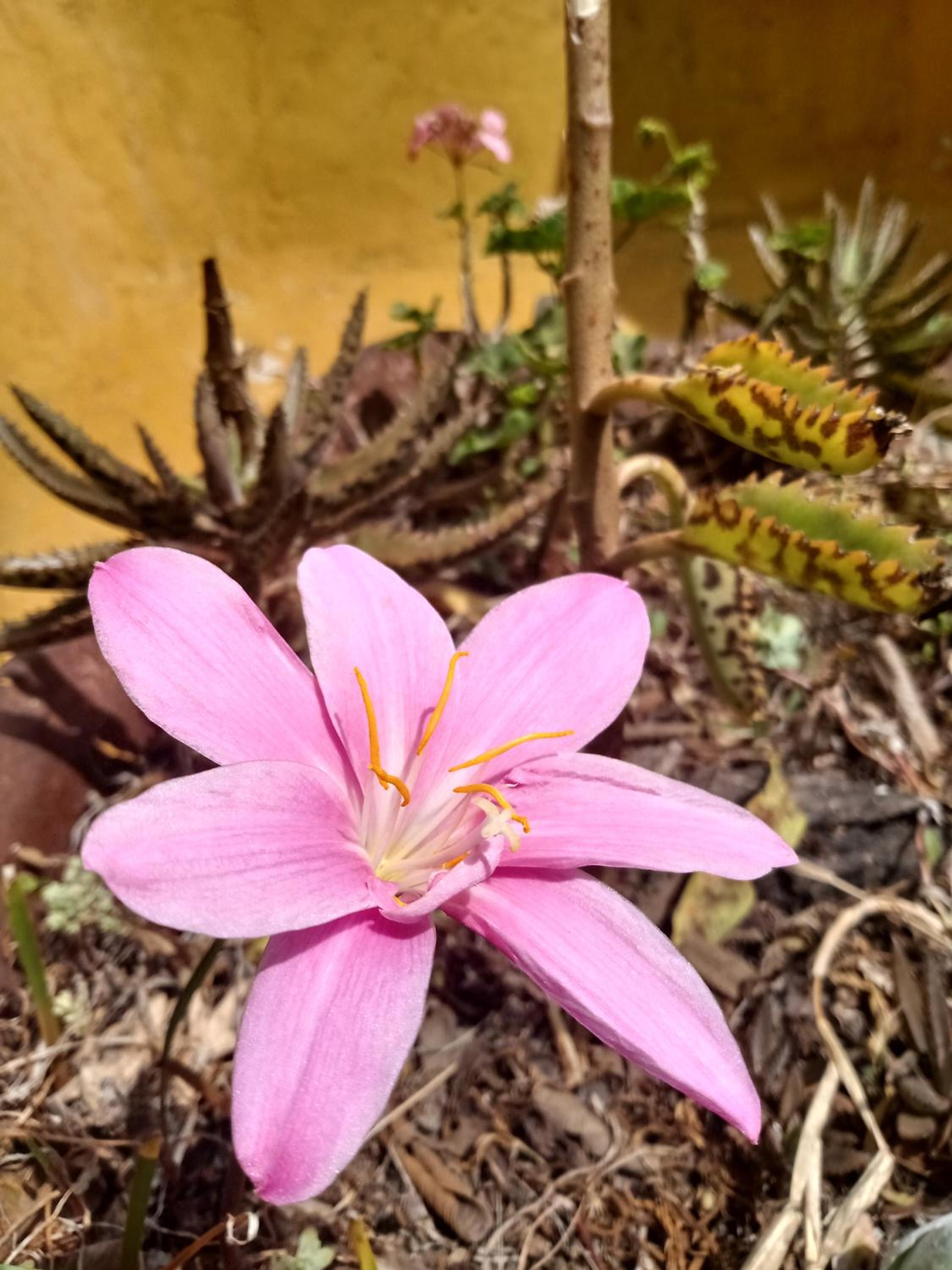 Casa Ecológica Madre Tierra