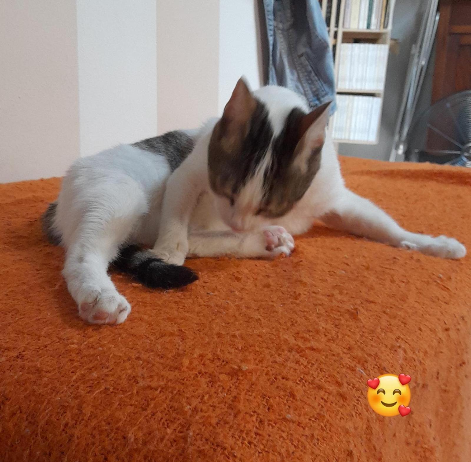 Photo 36