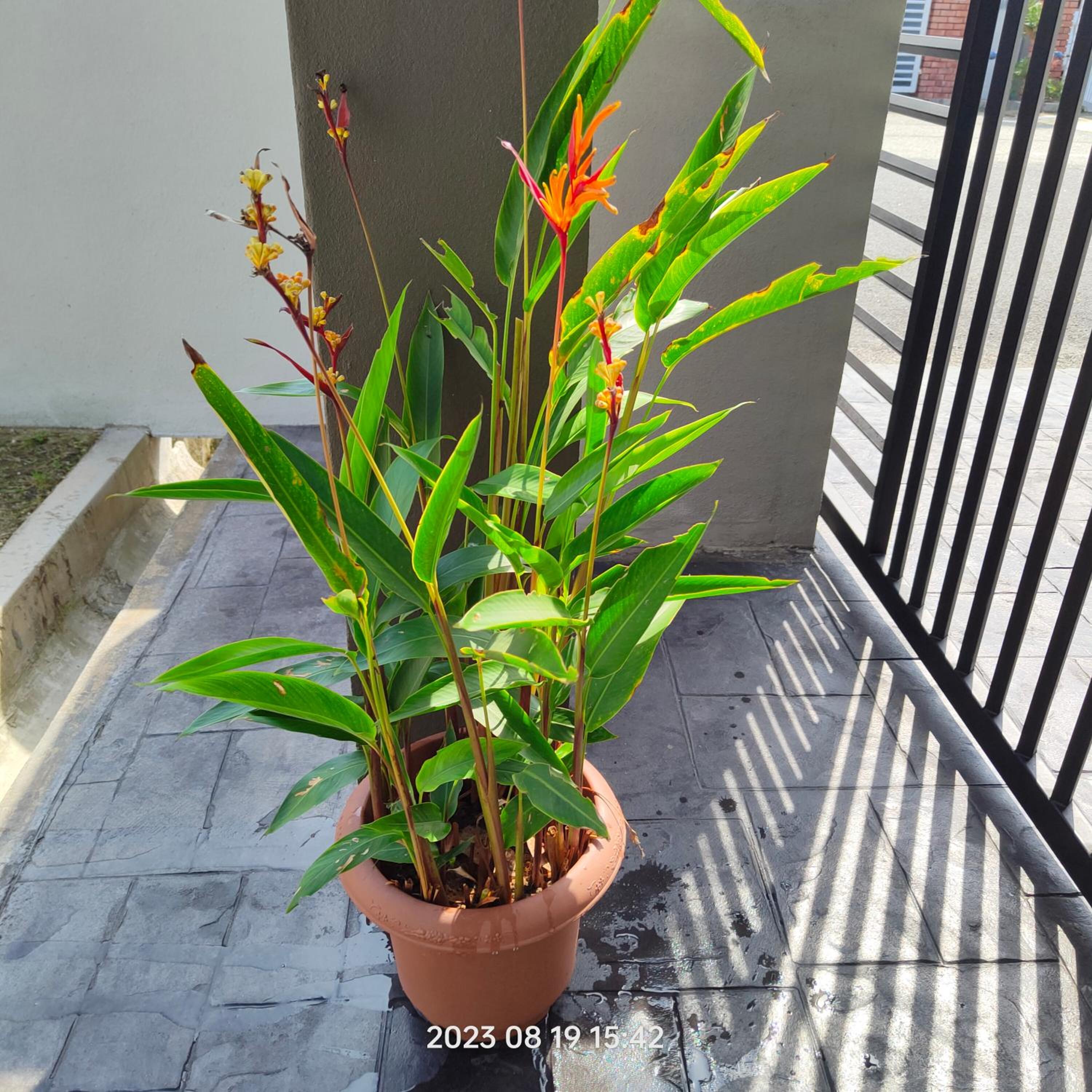 Homestay Kemaman Kasturi Kijal