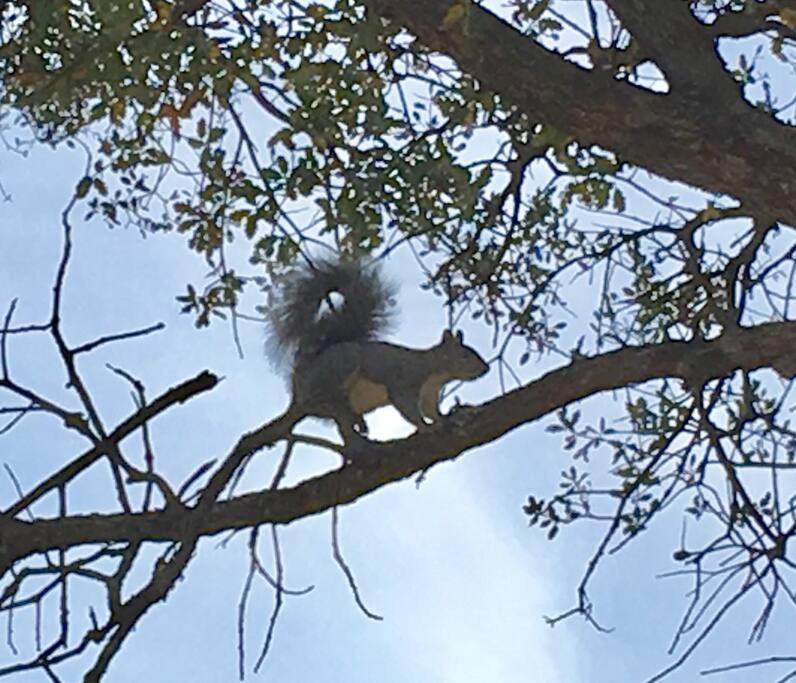 Squirrel View Hot tub BBQ Patio Shuffle Board