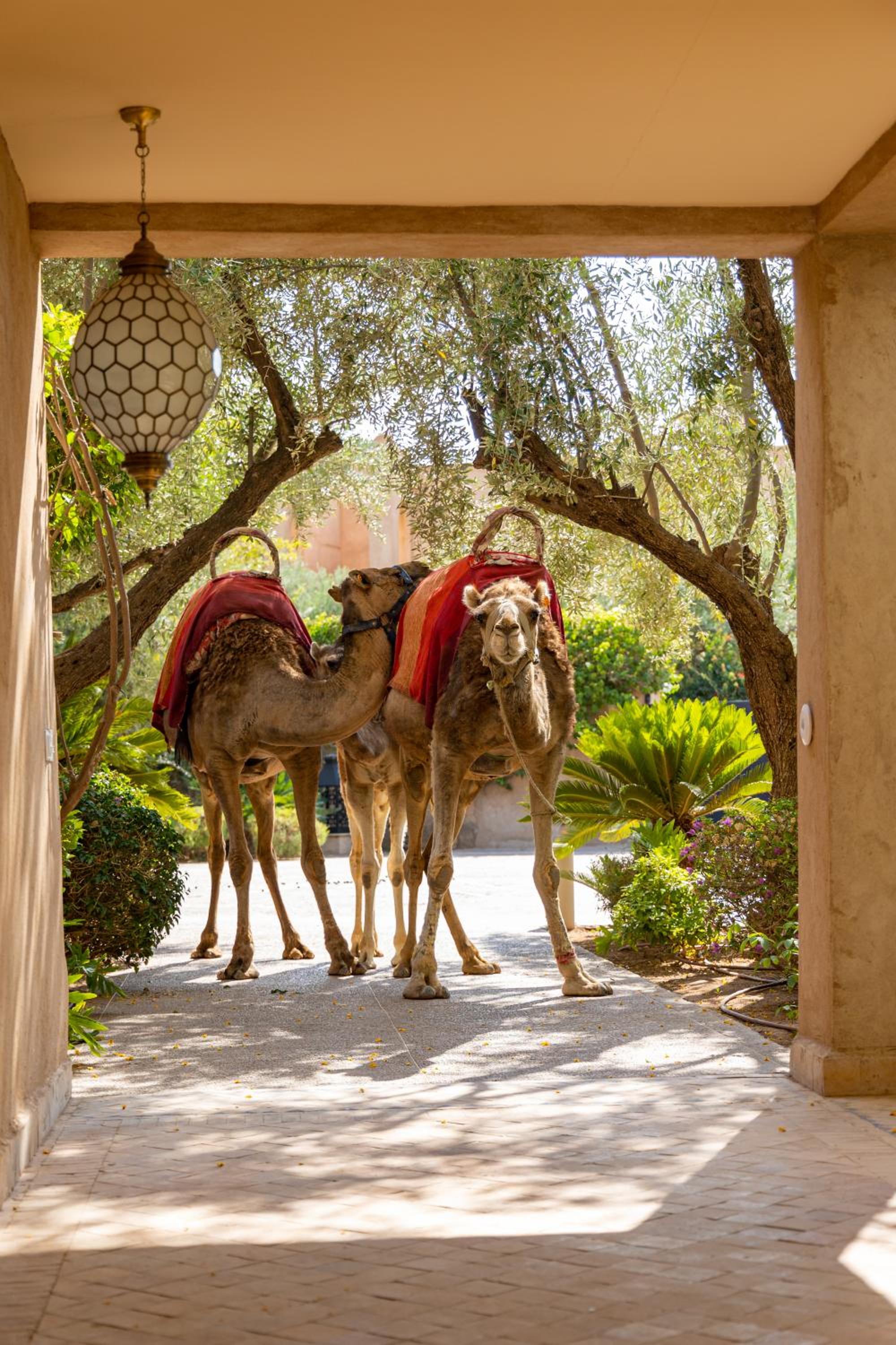 Villa Sahar Palmeraie avec piscine chauffée !