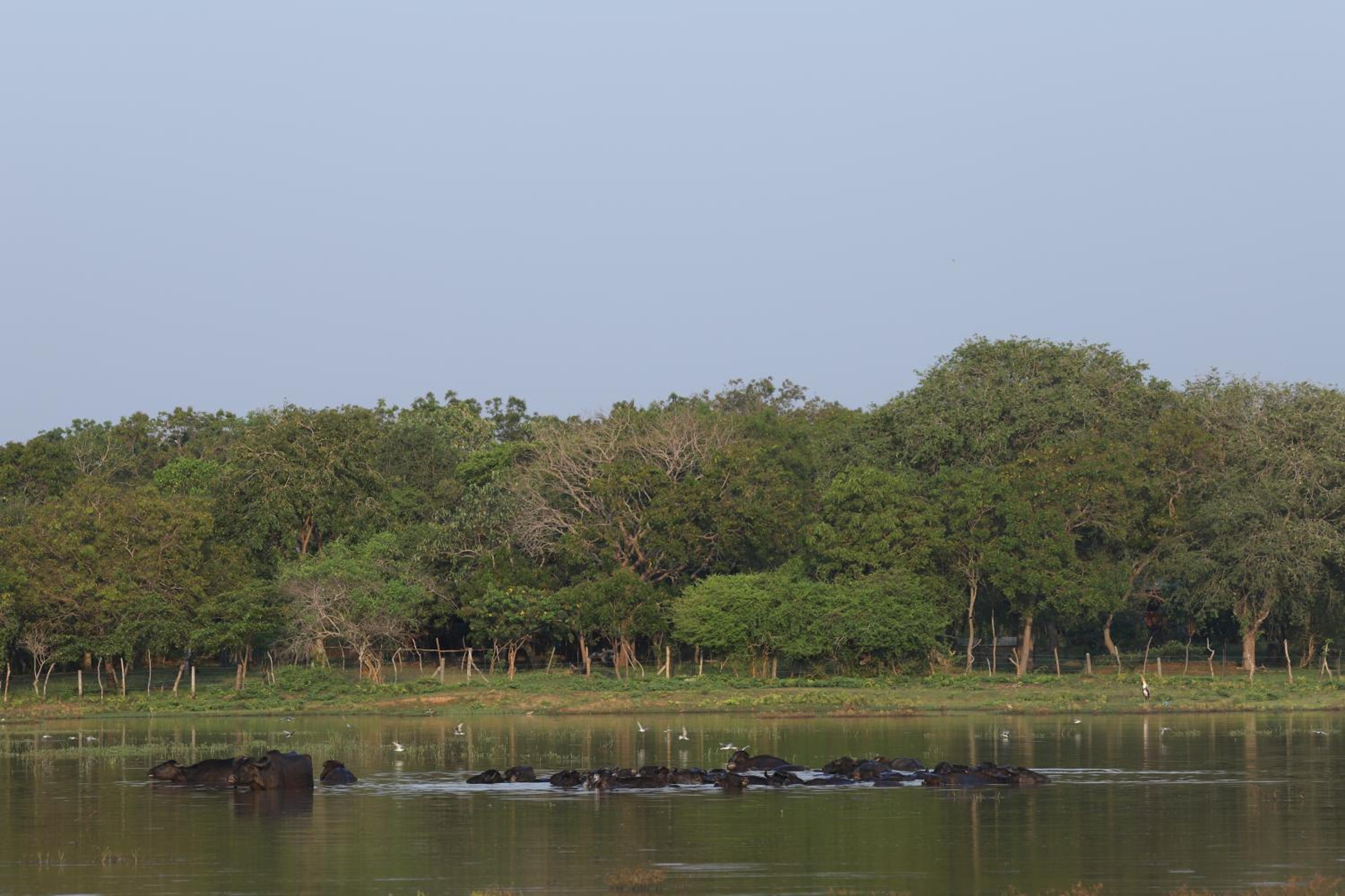 Green Nest Yala