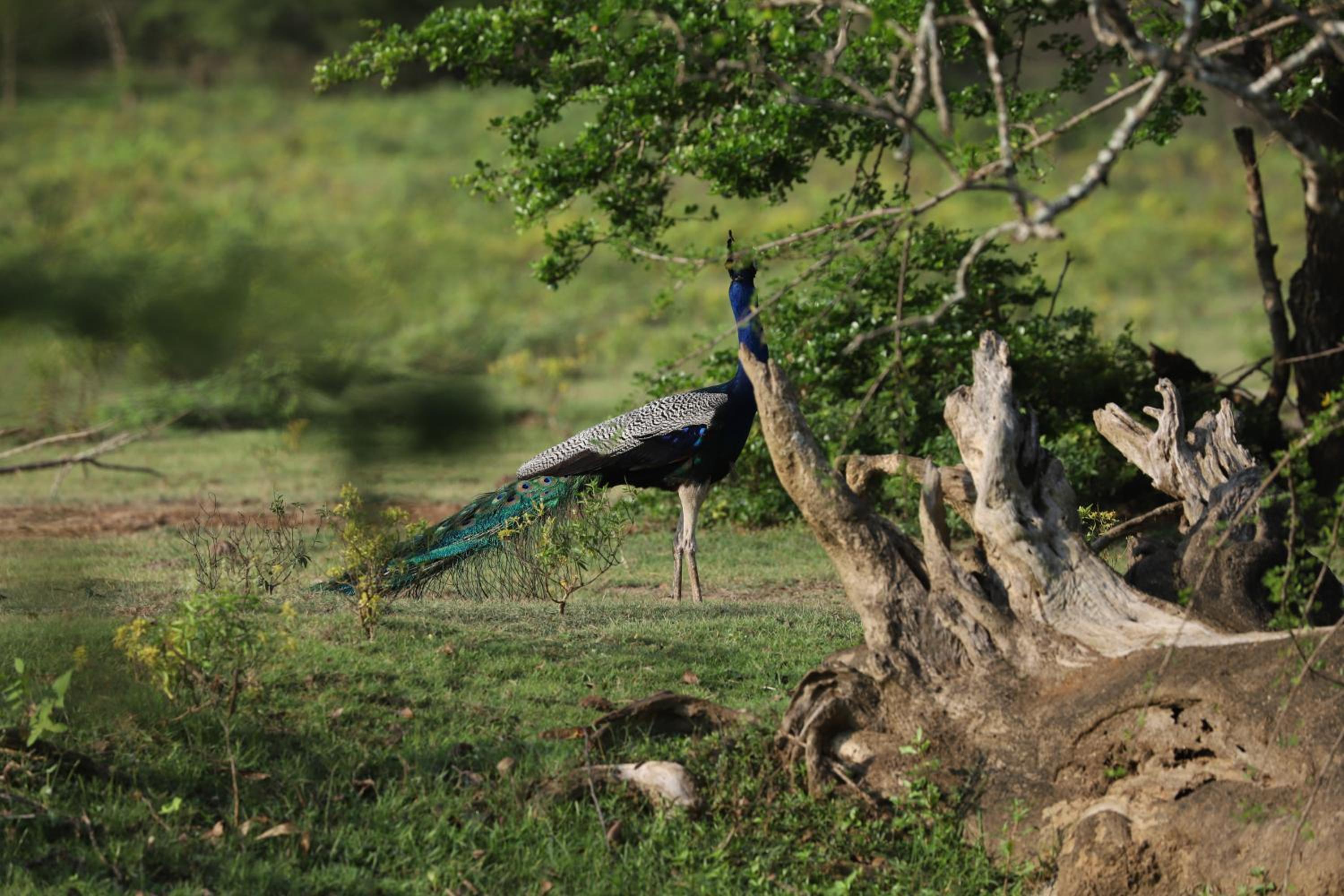 Green Nest Yala