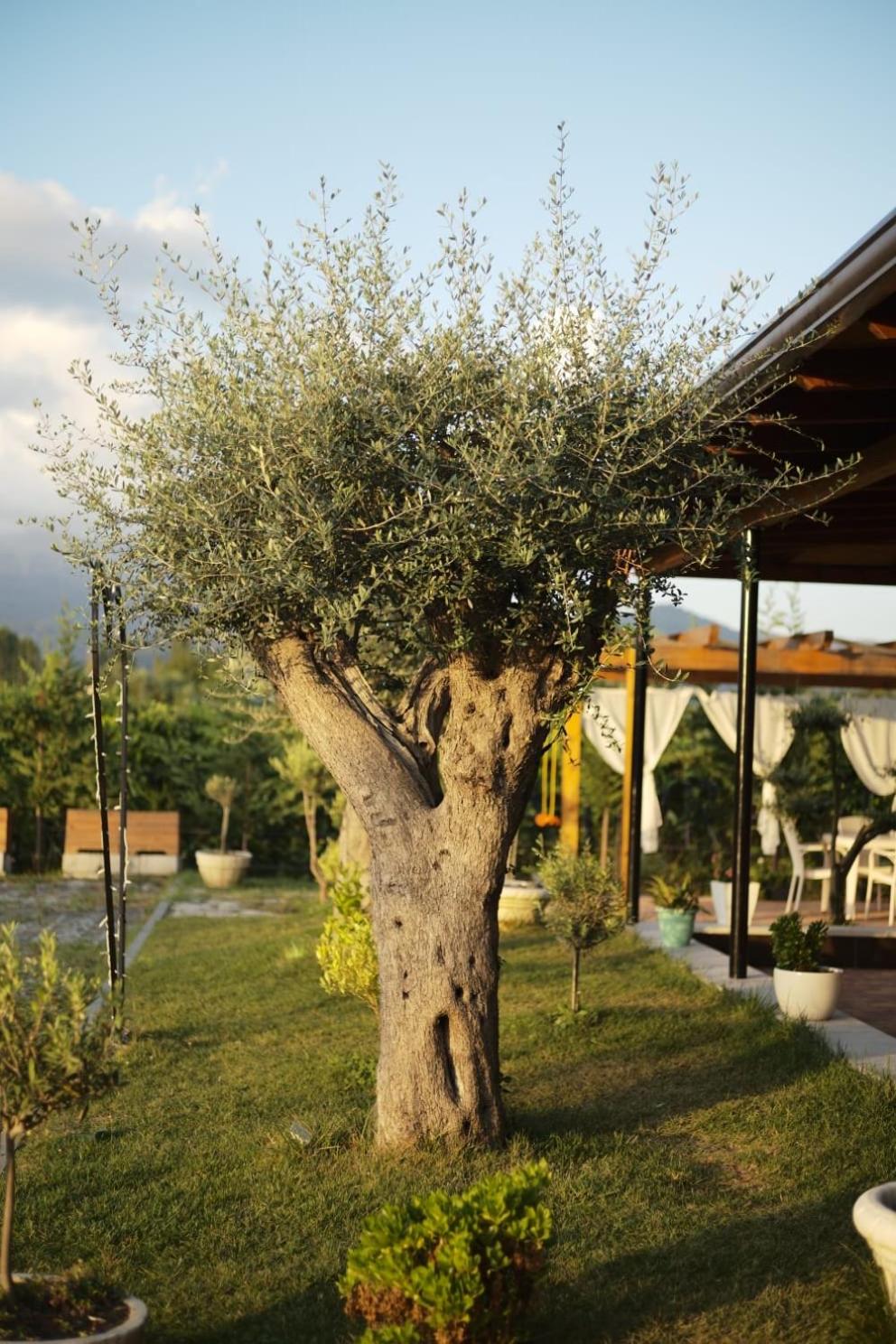 Natyra e Ishullit -Resort-