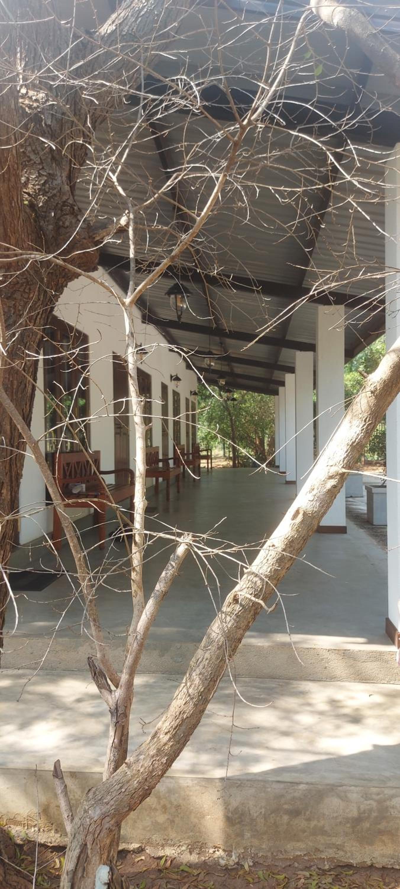 Flying Peacock Yala, Katharagama, view 5