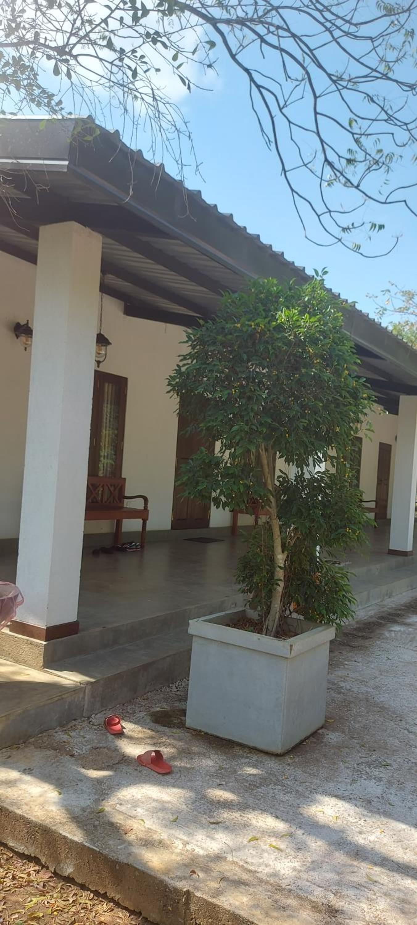 Flying Peacock Yala, Katharagama, view 4
