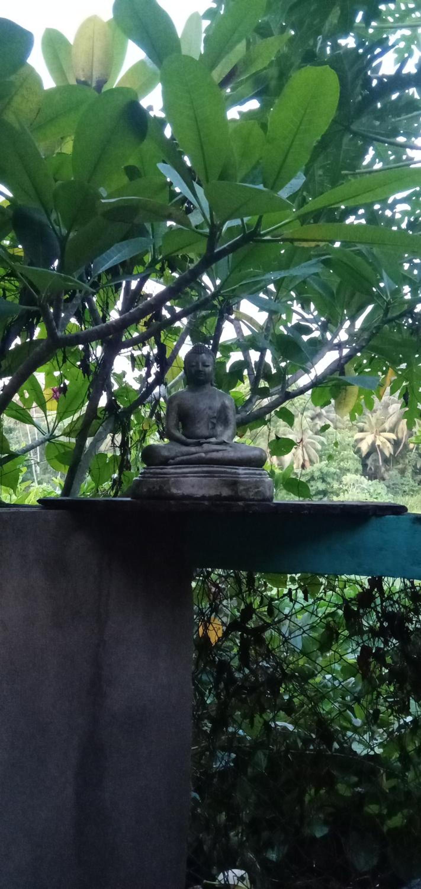 Jungle House