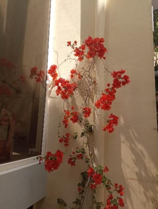 Annitas luxury oasis appartment