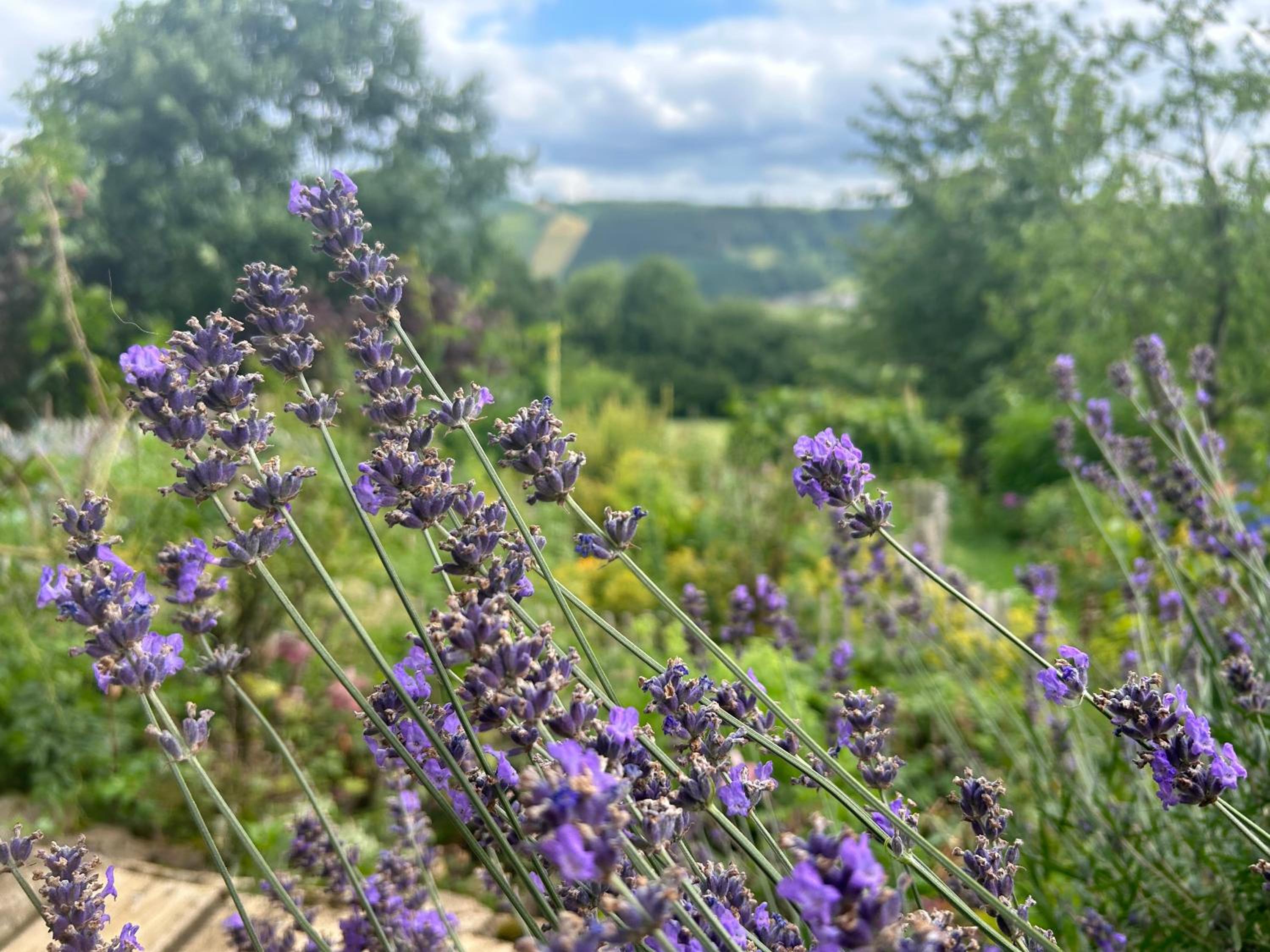 Au mont des Brumes