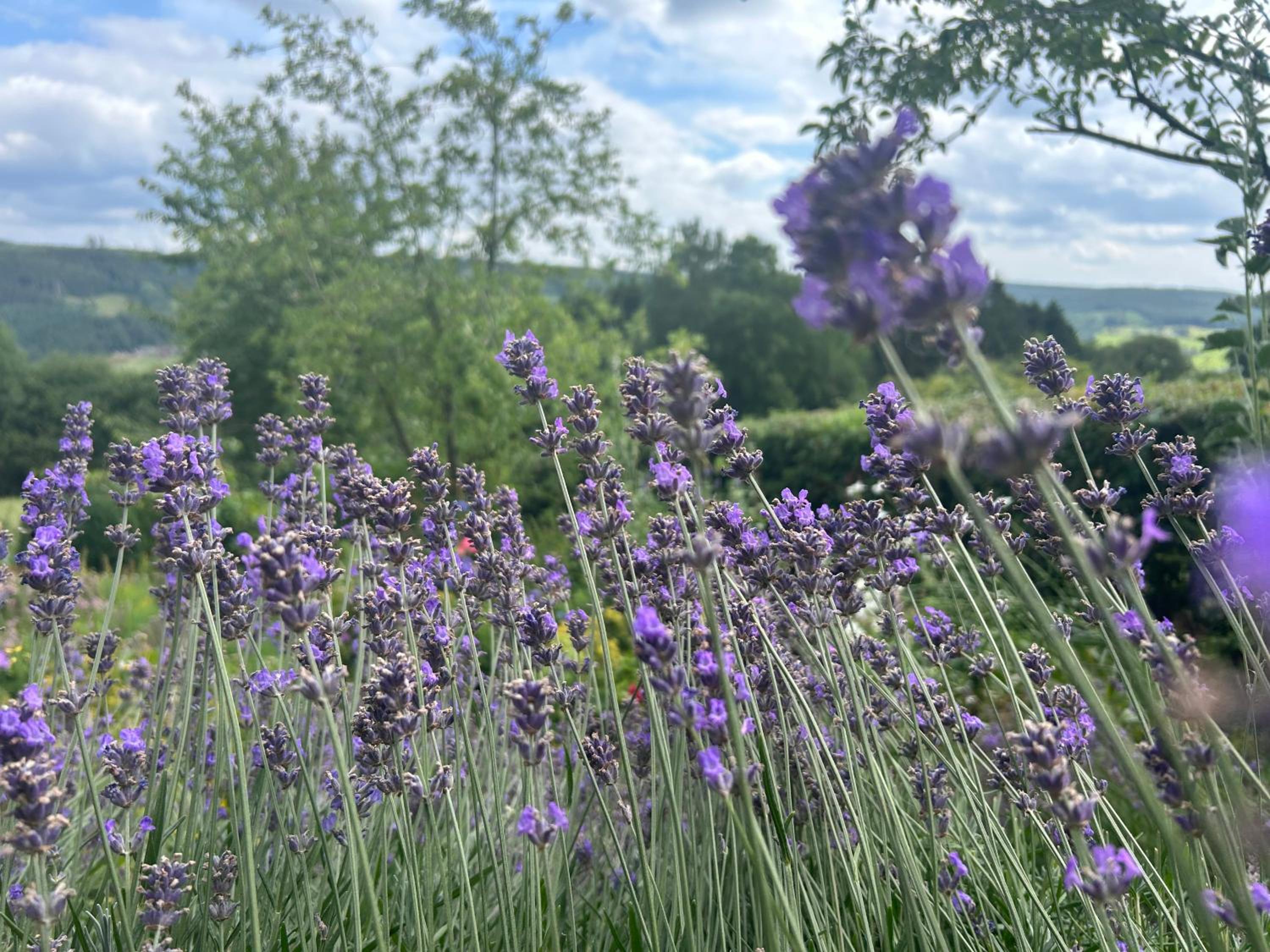 Au mont des Brumes