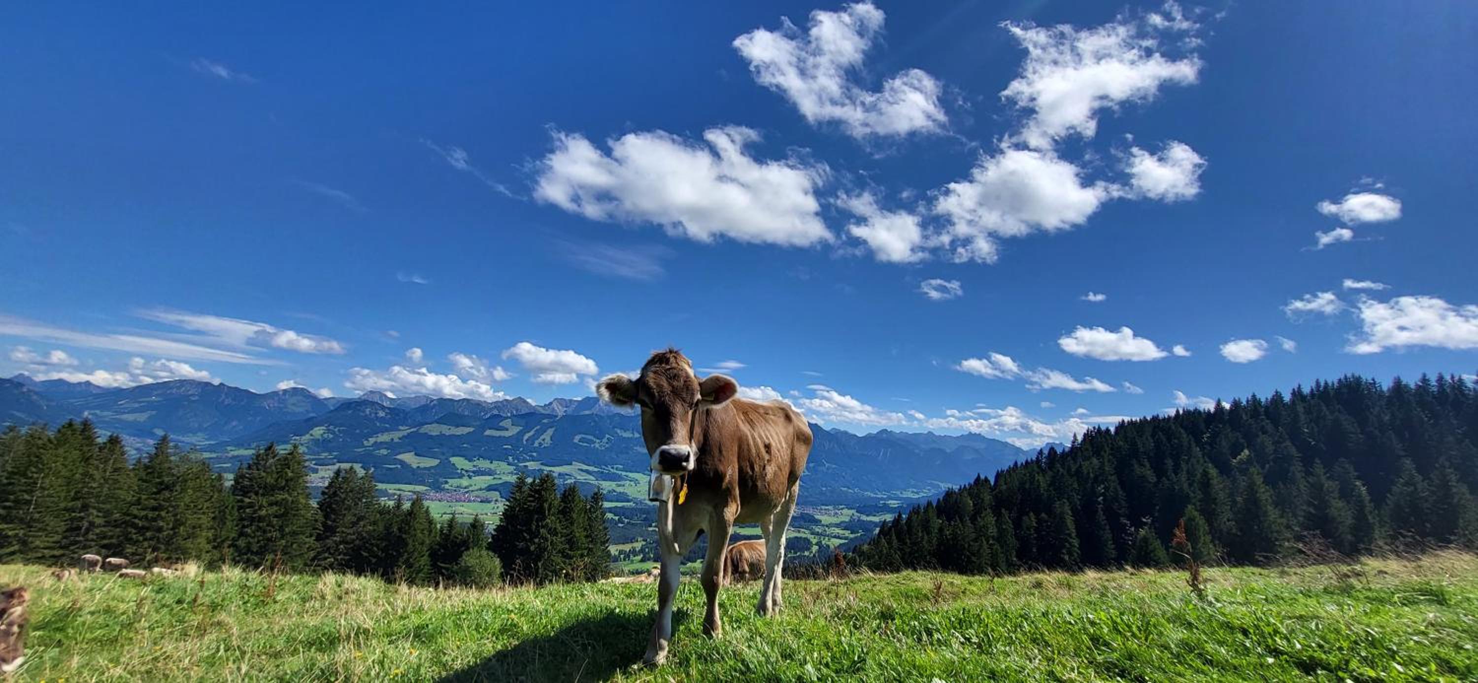 FeWo Allgäuliebe mit WLAN Oberstaufen Steibis