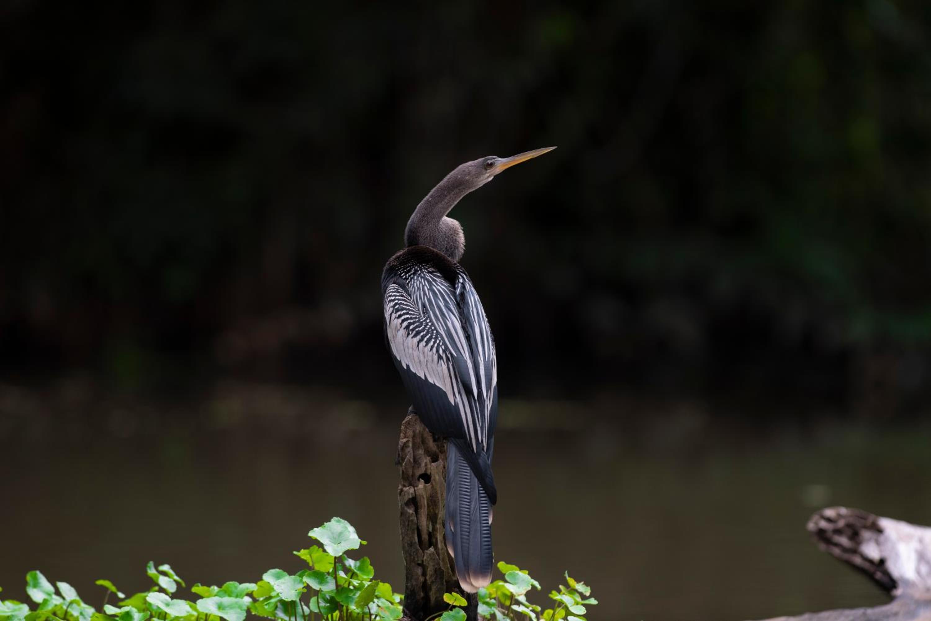 The Corner House - Hospedaje con Encanto en Tortuguero view 5