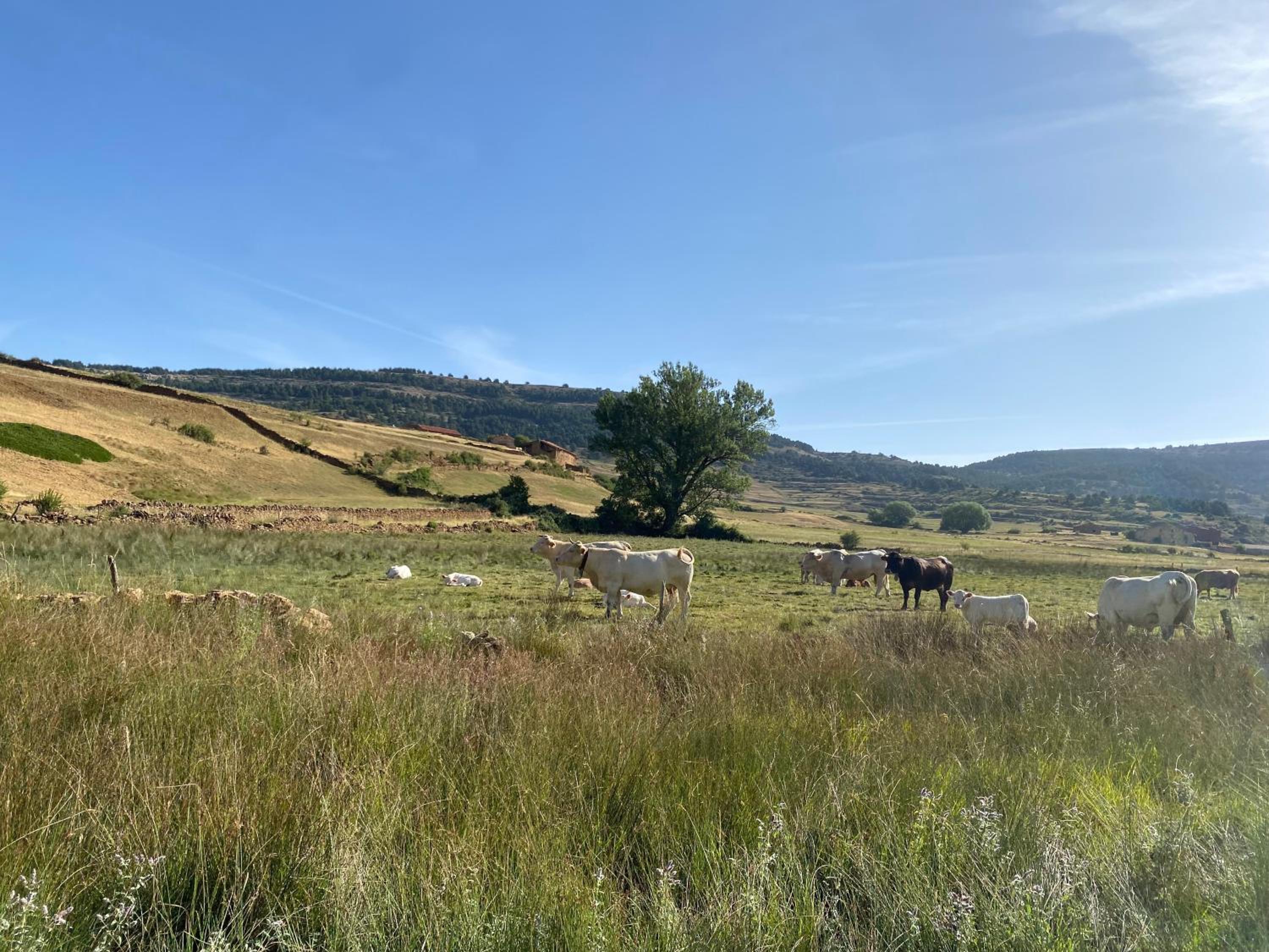 Casa Rural El Olmo